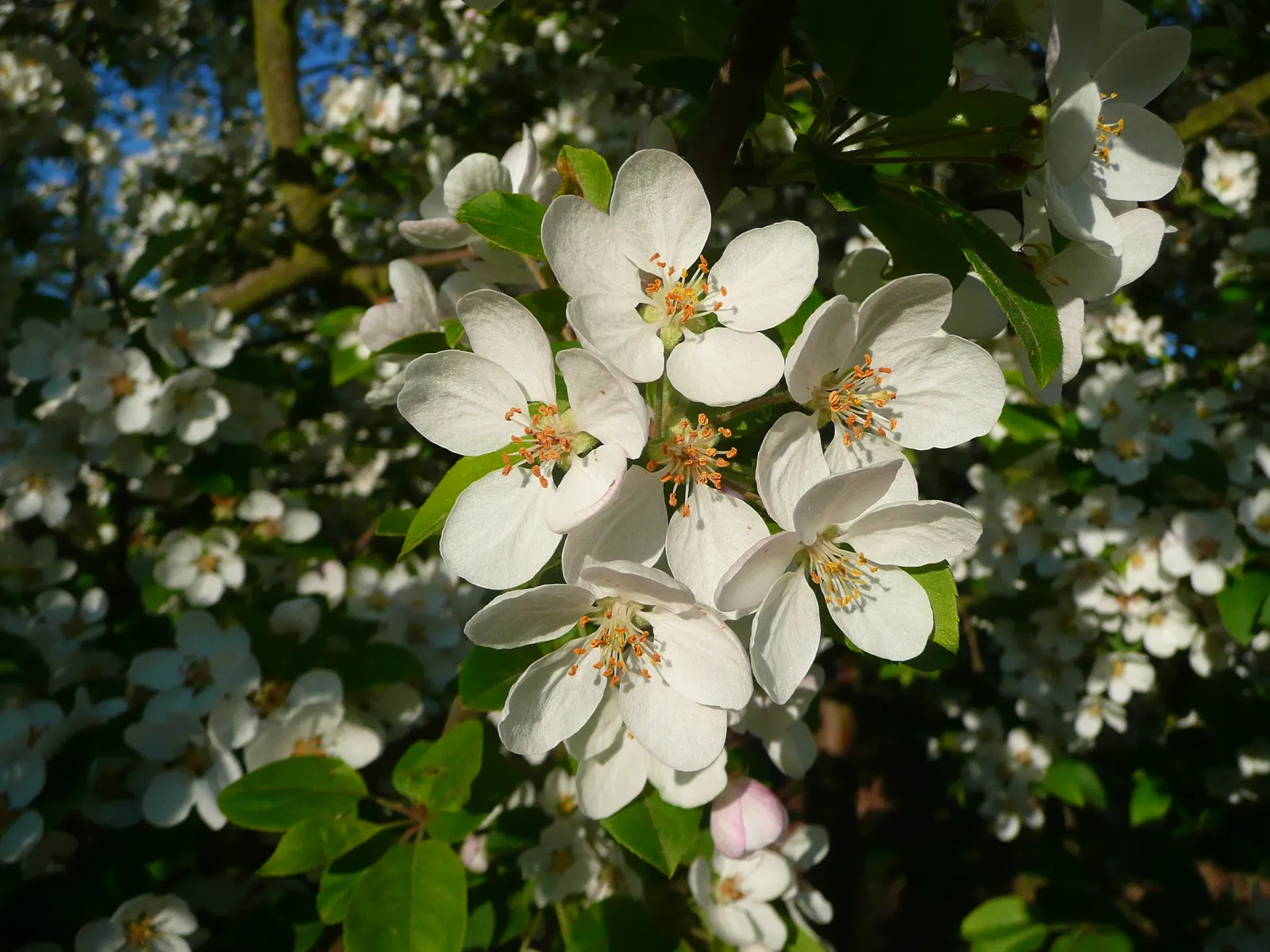 Japanese Flowering Crabapple (Malus Floribunda) — multi-colored and pink flowers in the garden; it adds a spectacular spring display and year-round interest to
