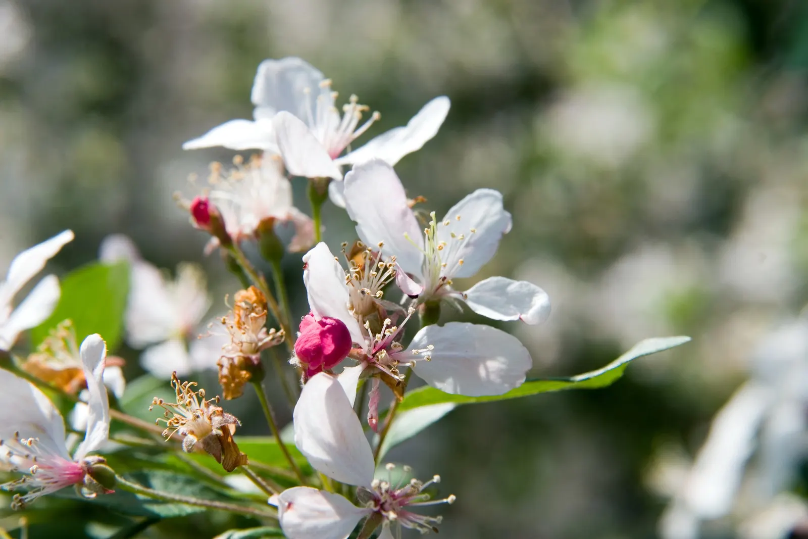 Japanese Flowering Crabapple (Malus Floribunda) — The Japanese Flowering Crabapple (Malus floribunda) is a stunning ornamental with a rounded, image 45