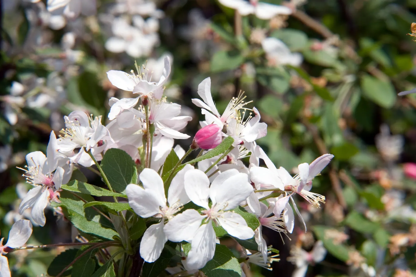 Japanese Flowering Crabapple (Malus Floribunda) — showcasing delicate hues of pink and white; with a moderate growth rate, image 55