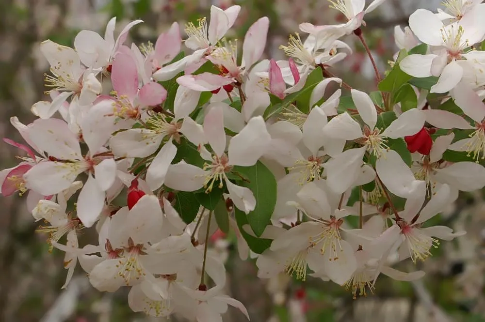 Japanese Flowering Crabapple (Malus Floribunda) — it thrives in USDA hardiness zones 4 through 8; for optimal health and bloom, image 53