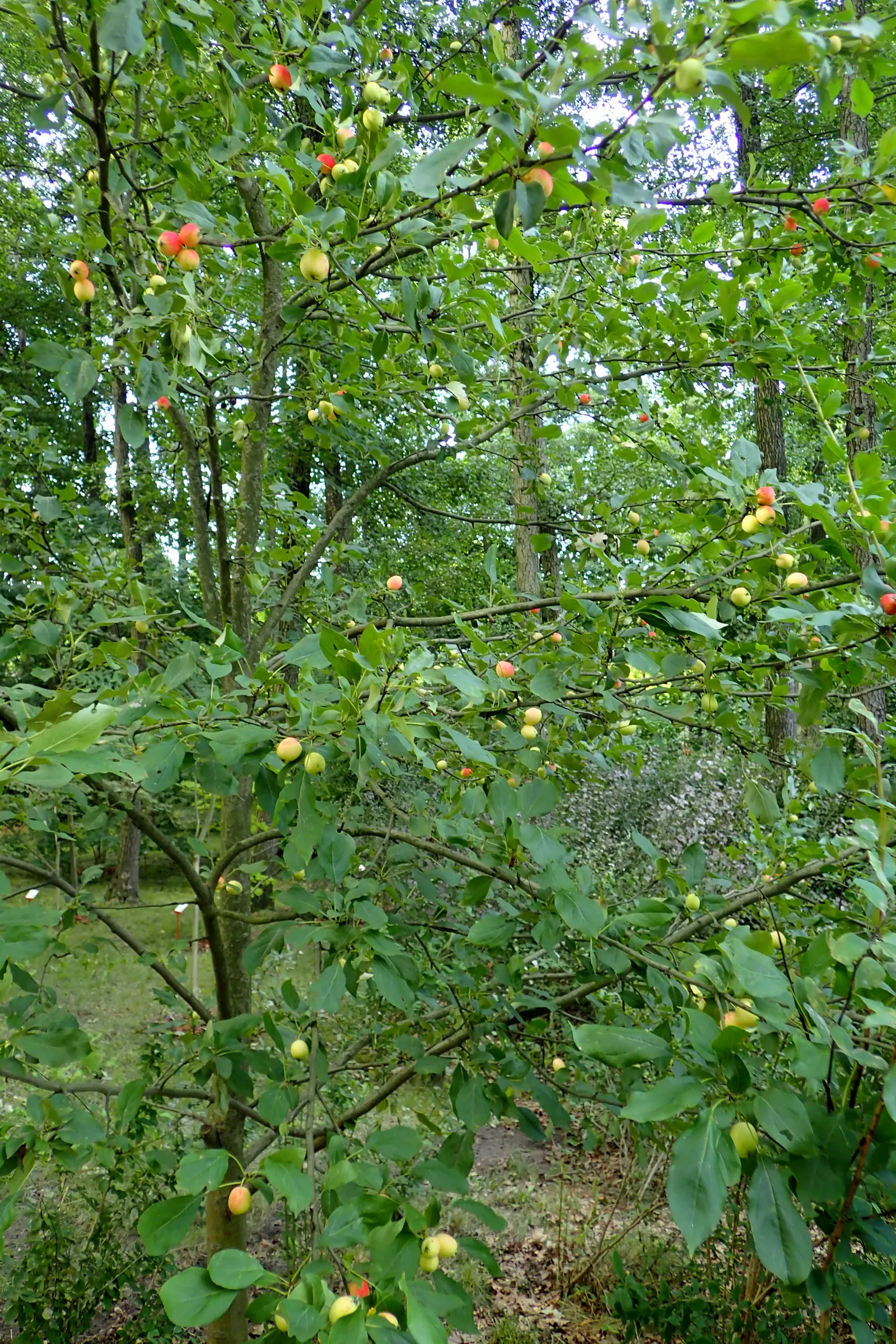 Japanese Flowering Crabapple (Malus Floribunda) — reaching a height of 15-20 feet and a spread of 15-25 feet