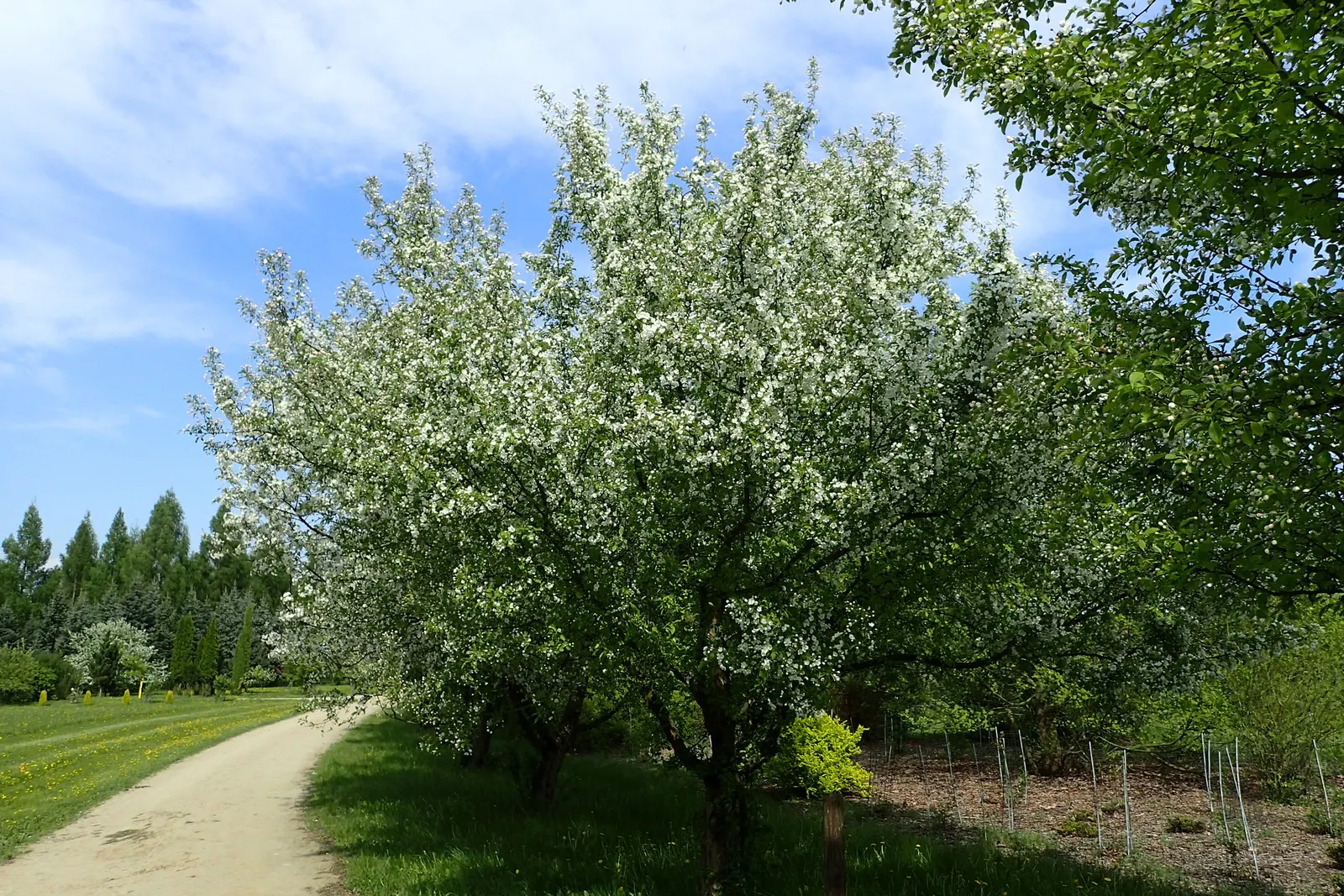 Japanese Flowering Crabapple (Malus Floribunda) — its profuse pink to red buds blossom into fragrant pink-white flowers