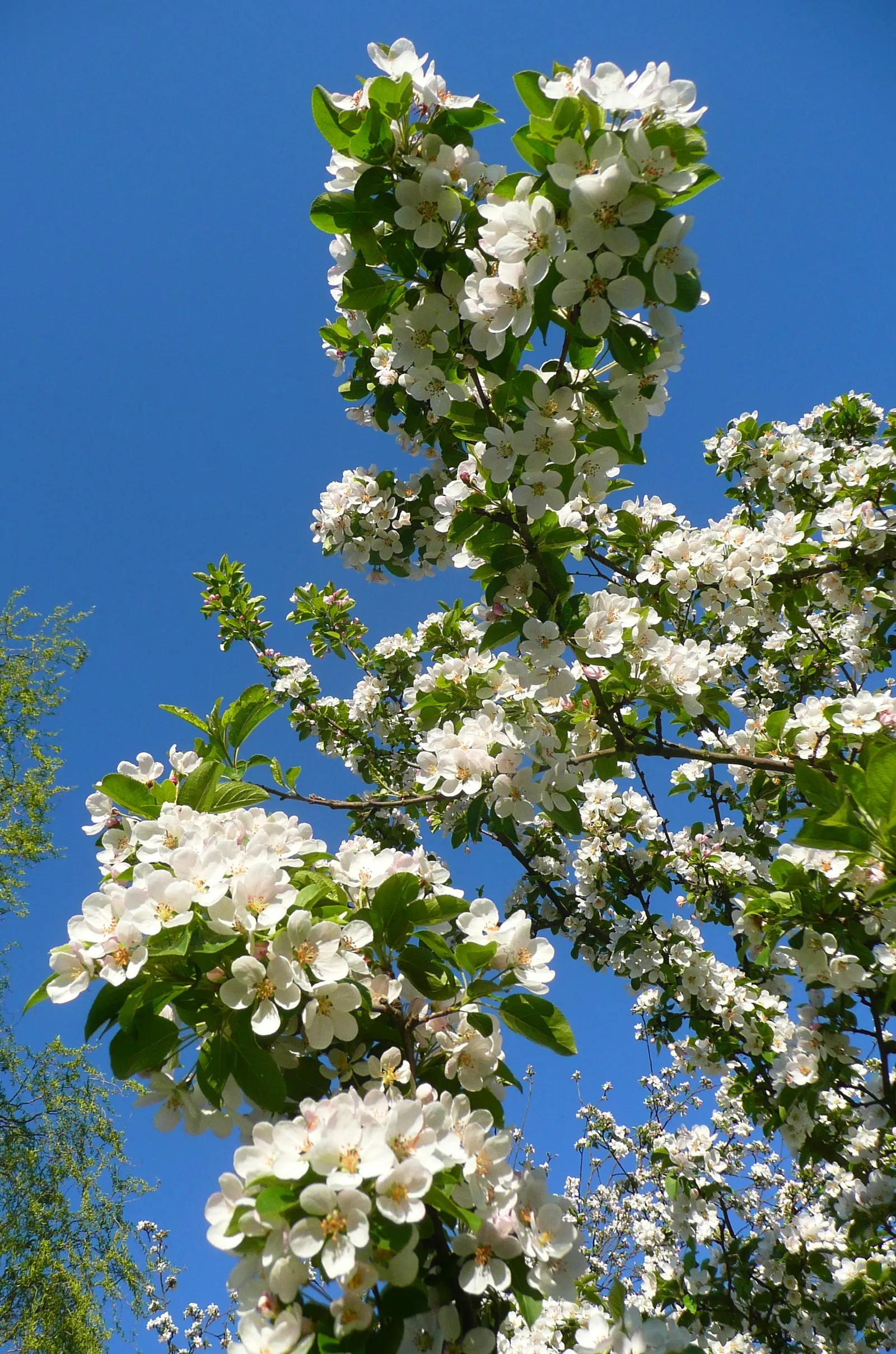 Japanese Flowering Crabapple (Malus Floribunda) — about 1.5 inches in diameter; add interest from late summer through fall and can persist into the, image 56