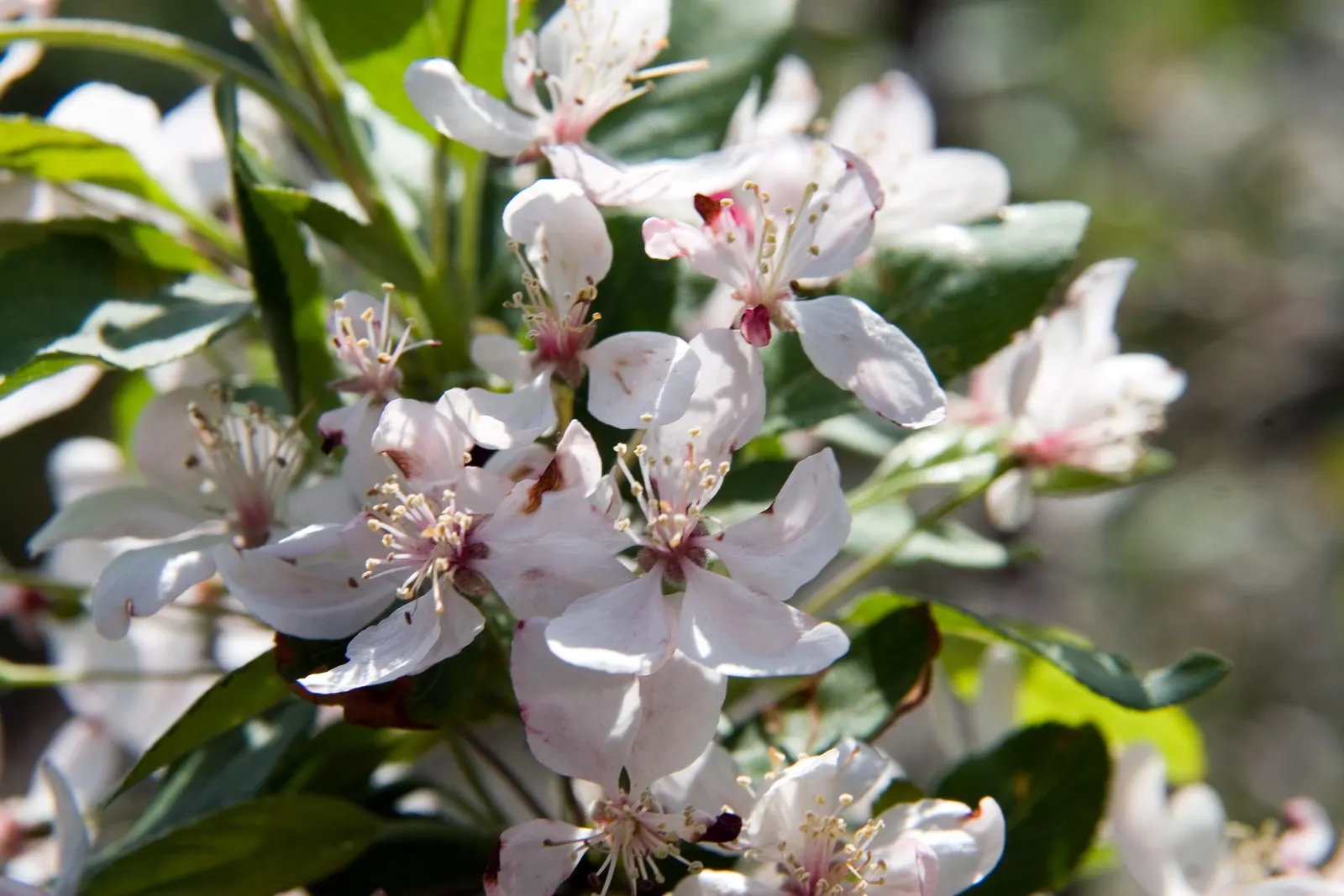 Japanese Flowering Crabapple (Malus Floribunda) — where its seasonal changes provide year-round appeal; multi-colored and pink flowers in the garden