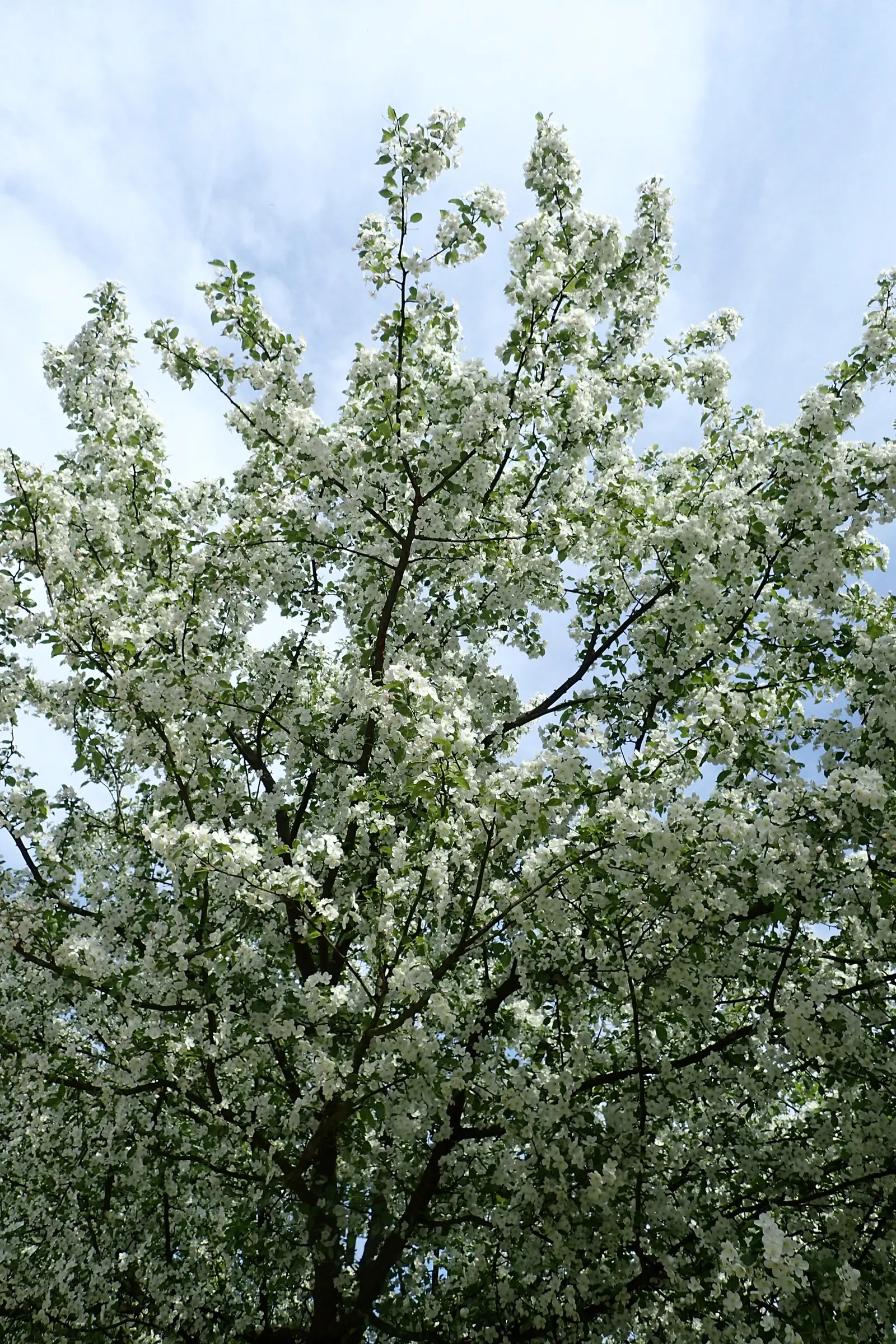 Japanese Flowering Crabapple (Malus Floribunda) — For optimal health and bloom