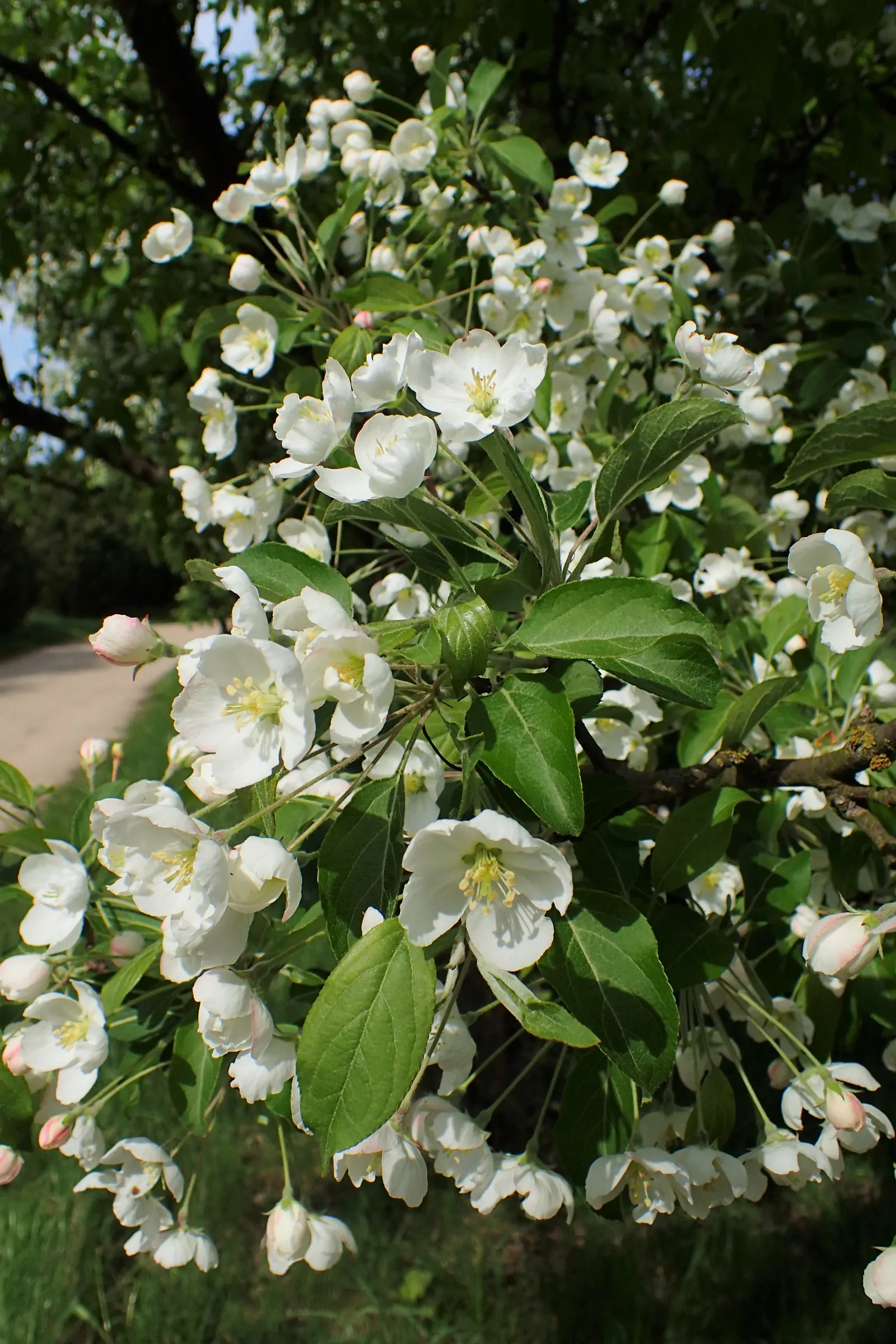 Japanese Flowering Crabapple (Malus Floribunda) — favoring full sun exposure and well-draining soil conditions to realize its potential.<br><br>In spring