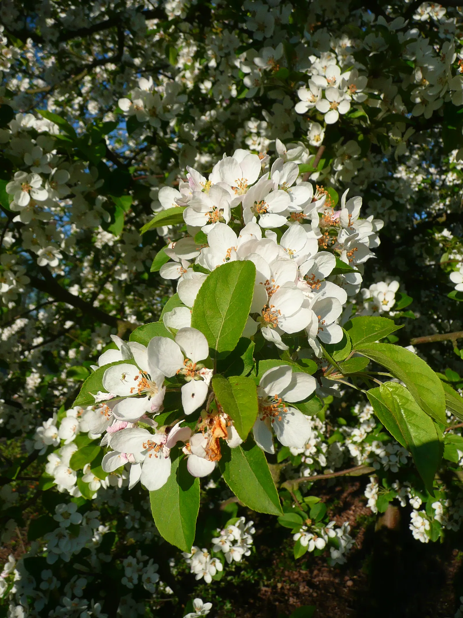 Japanese Flowering Crabapple (Malus Floribunda) — It adds a spectacular spring display and year-round interest to any landscape; favoring full sun, image 49