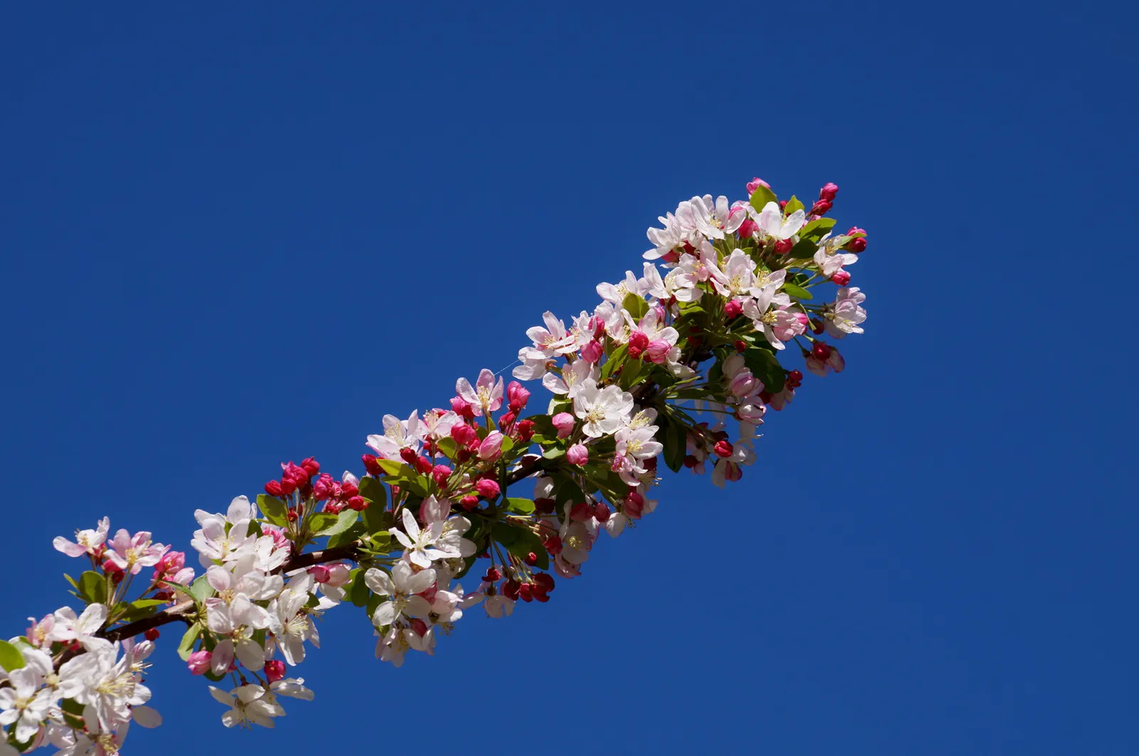 Japanese Flowering Crabapple (Malus Floribunda) — This deciduous tree prefers full sun, well-drained soil, and is hardy in zones 4-8; its profuse pink to red