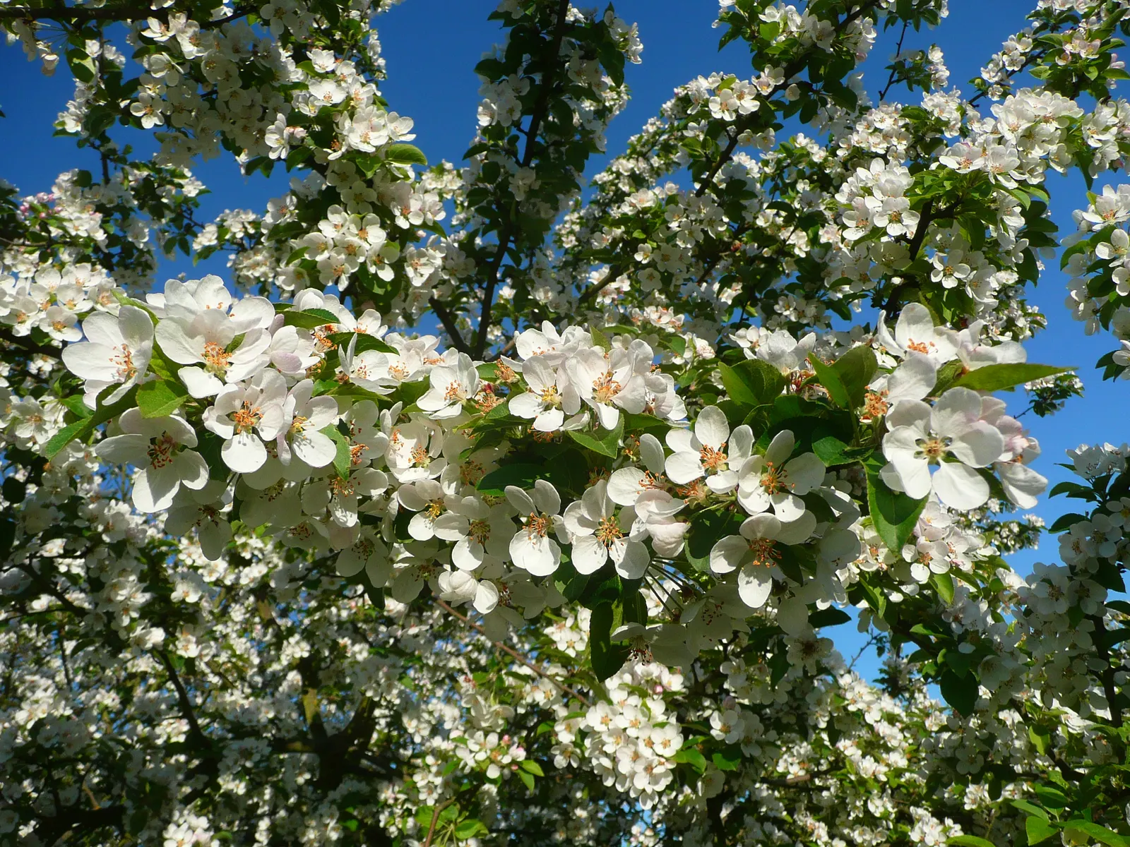 Japanese Flowering Crabapple (Malus Floribunda) — favoring full sun exposure and well-draining soil conditions to realize its potential.<br><br>In spring; the