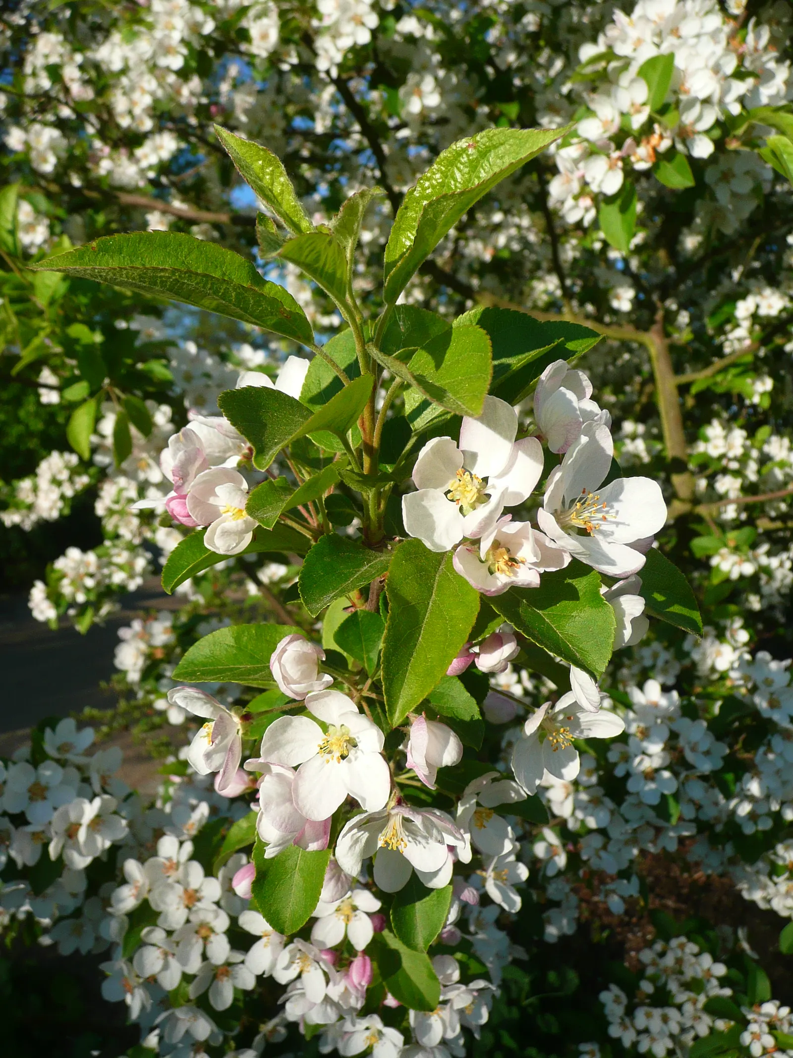 Japanese Flowering Crabapple (Malus Floribunda) — For optimal health and bloom; tree with multi-colored and pink blooms, image 60