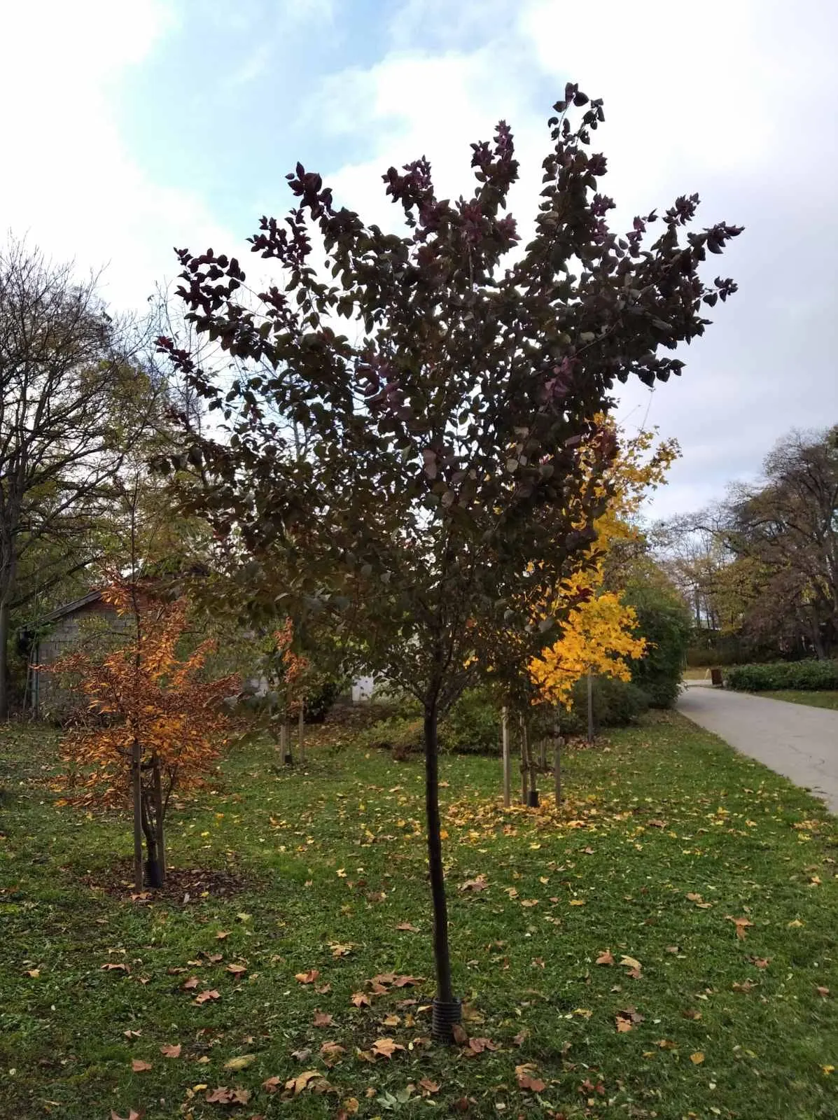 Japanese Flowering Crabapple (Malus Floribunda) — typically around 0.25 to 0.5 inches in size; rounded canopy that complements diverse landscape, image 58
