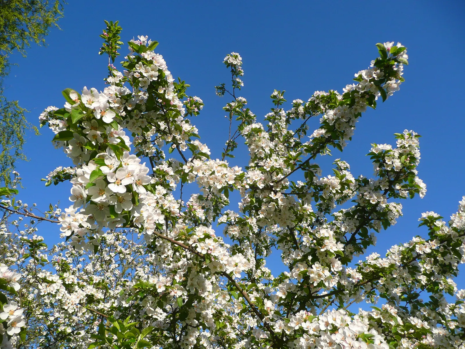 Japanese Flowering Crabapple (Malus Floribunda) — its profuse pink to red buds blossom into fragrant pink-white flowers; its compact size also makes it