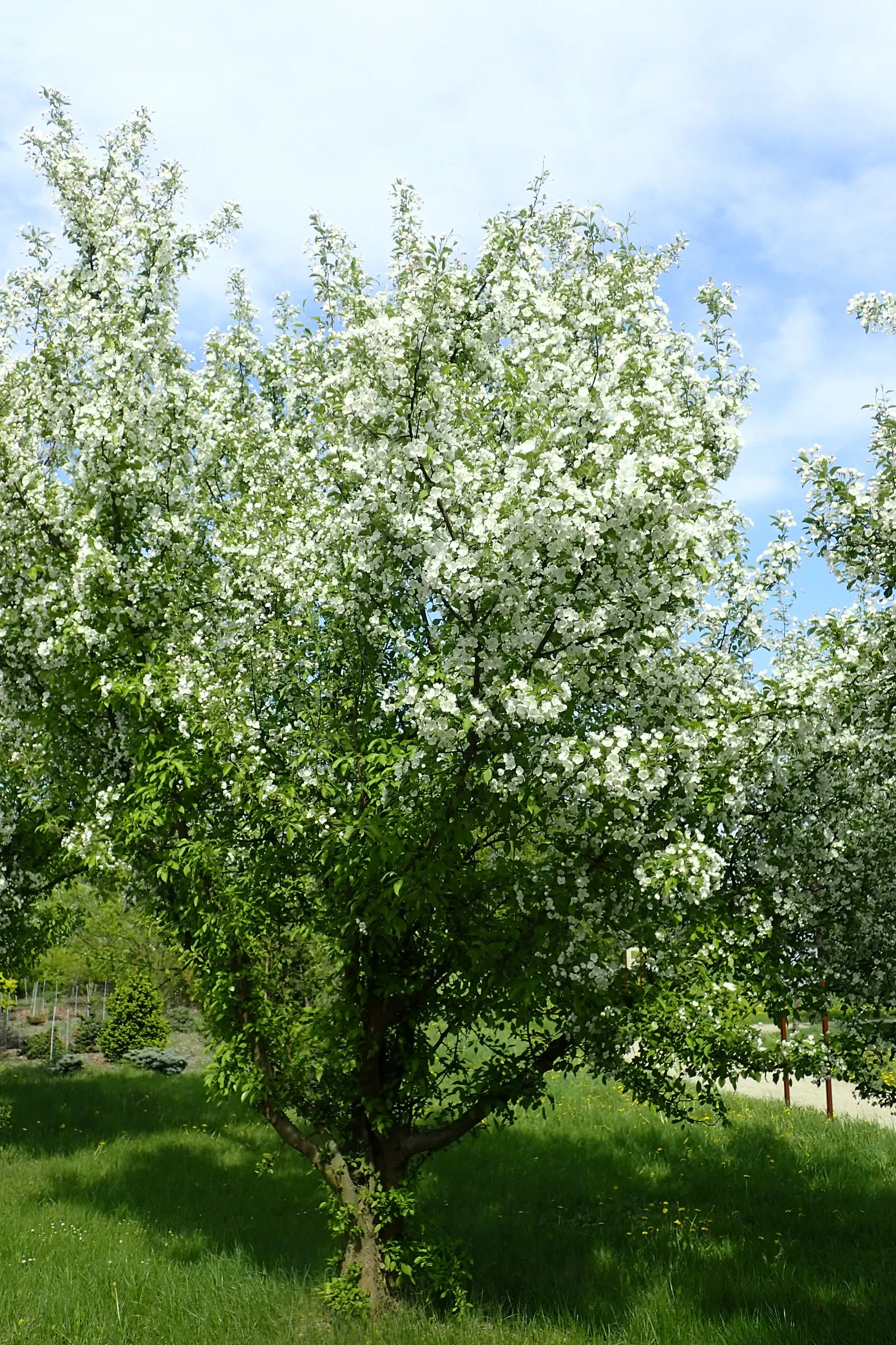 Japanese Flowering Crabapple (Malus Floribunda) — showcasing delicate hues of pink and white; with a moderate growth rate
