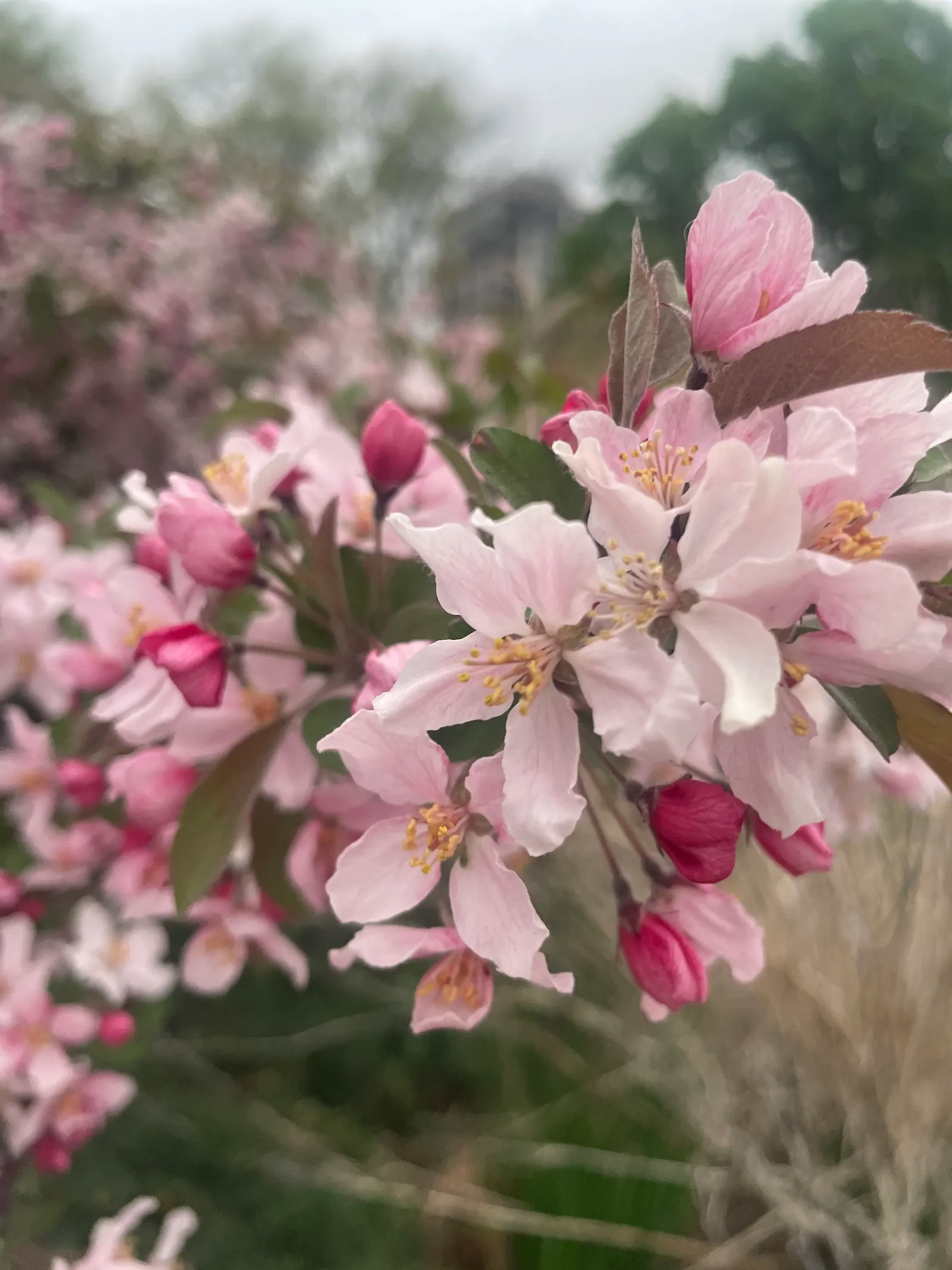 Japanese Flowering Crabapple (Malus Floribunda) — With a moderate growth rate; it thrives in USDA hardiness zones 4 through 8