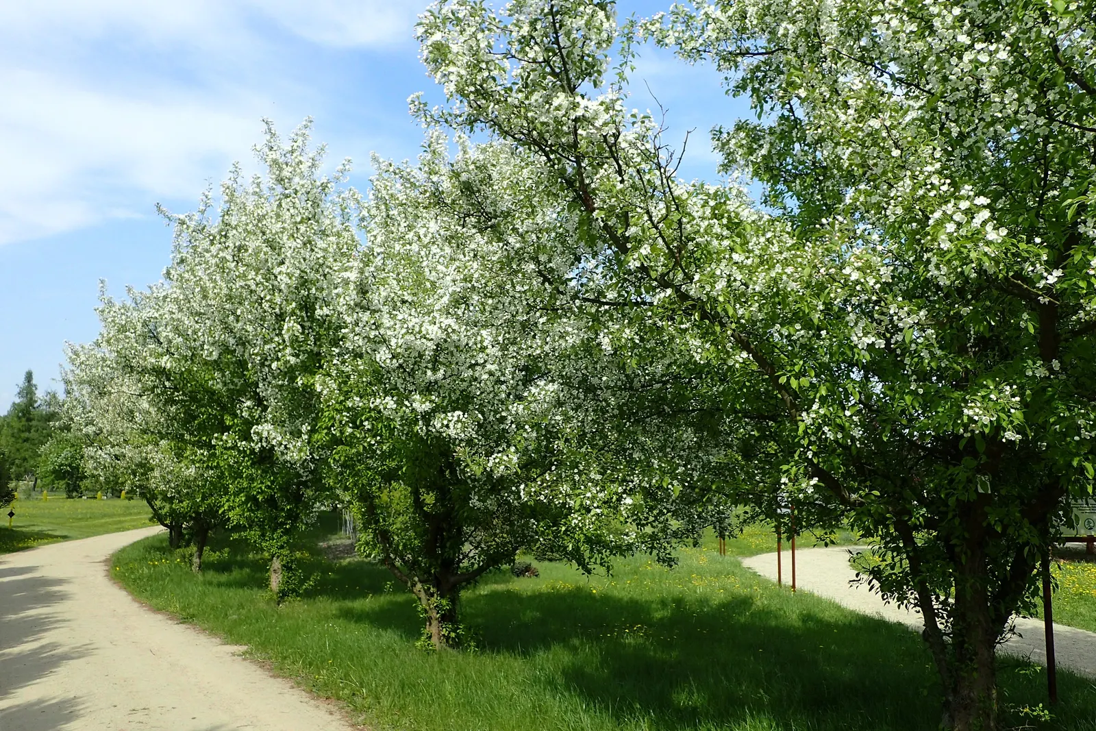 Japanese Flowering Crabapple (Malus Floribunda) — it requires occasional pruning to maintain an open