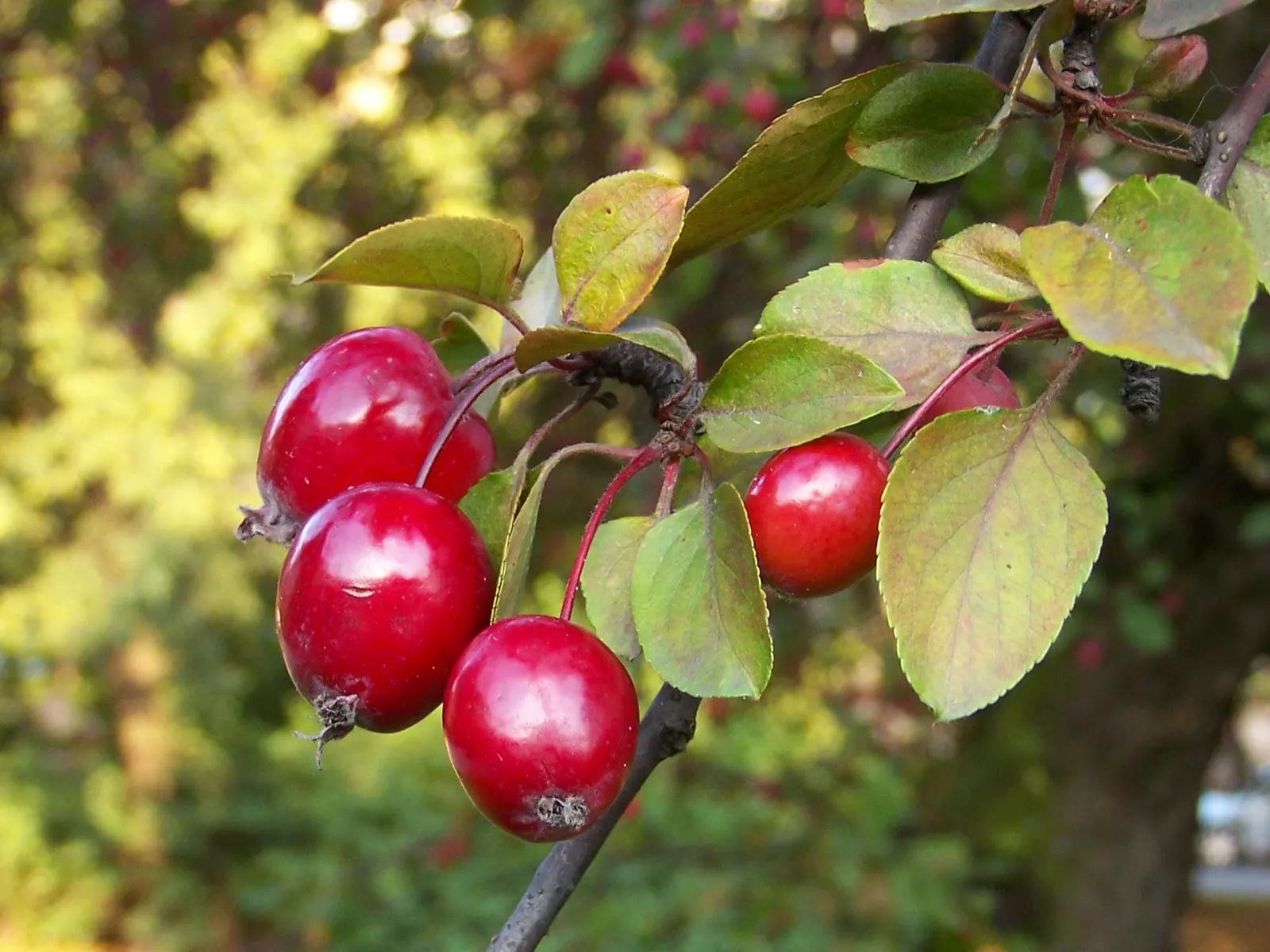 Japanese Flowering Crabapple (Malus Floribunda) — For optimal health and bloom; tree with multi-colored and pink blooms