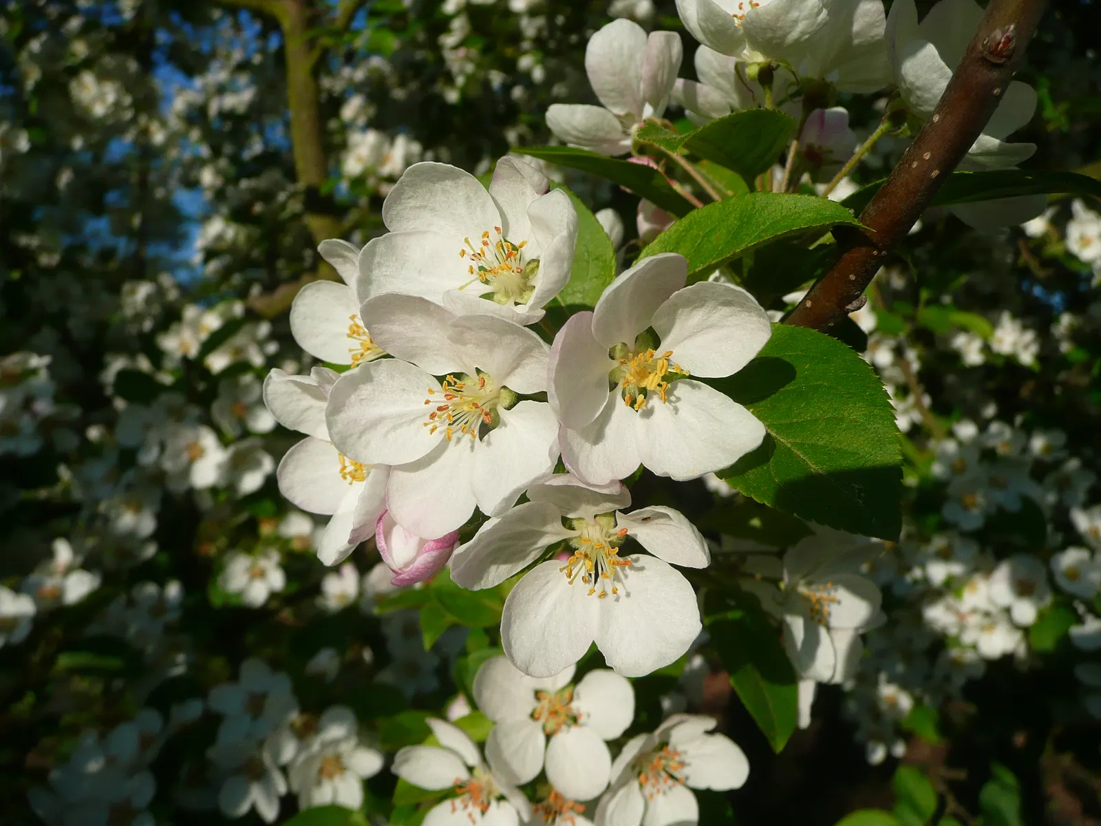 Japanese Flowering Crabapple (Malus Floribunda) — rounded canopy that complements diverse landscape designs; reaching a height of 15-20 feet and a, image 51