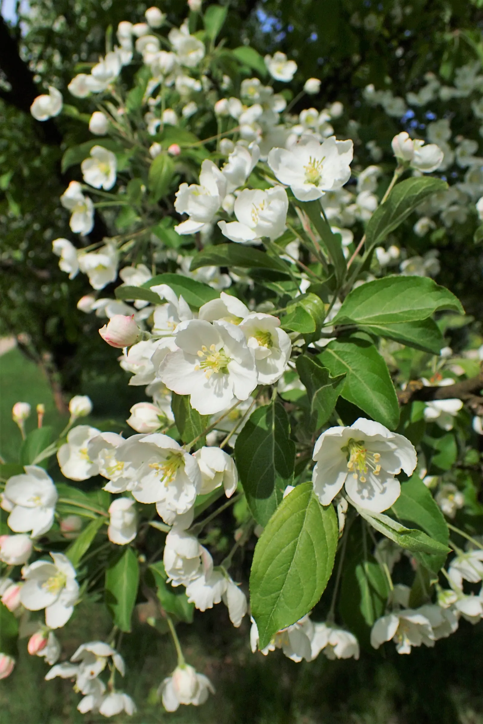 Japanese Flowering Crabapple (Malus Floribunda) — add interest from late summer through fall and can persist into the winter; typically around 0.25 to 0.5