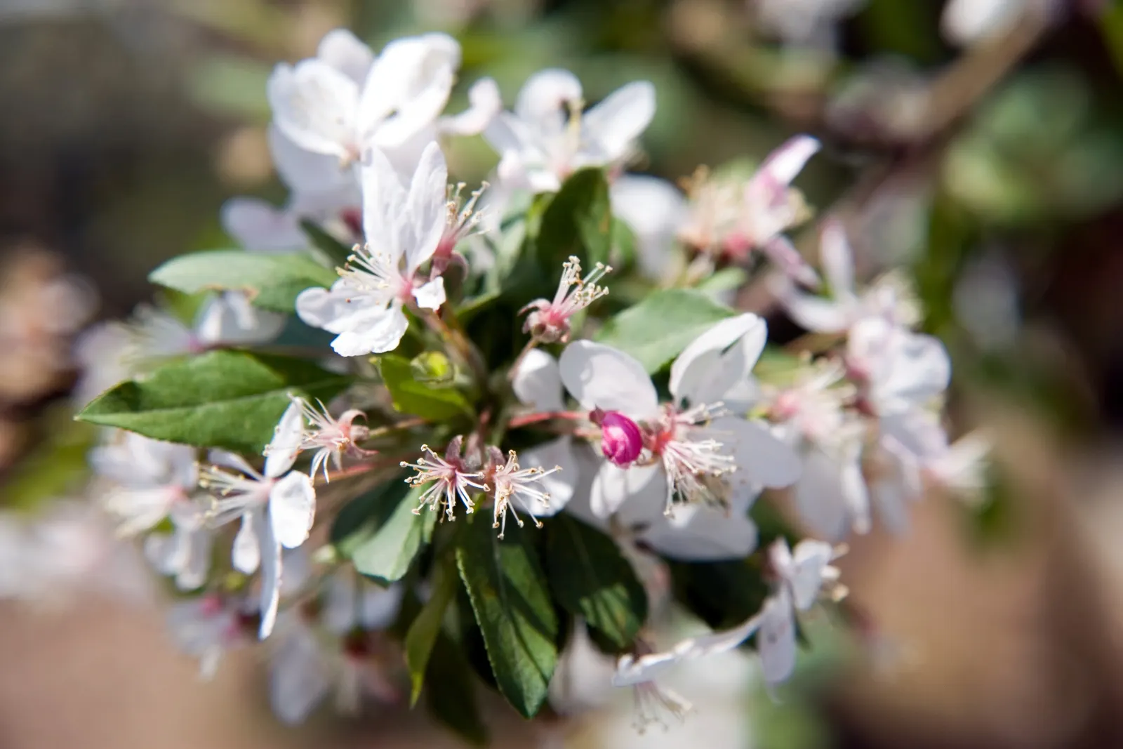 Japanese Flowering Crabapple (Malus Floribunda) — it requires occasional pruning to maintain an open; reaching a mature height of approximately 15 to 20 feet
