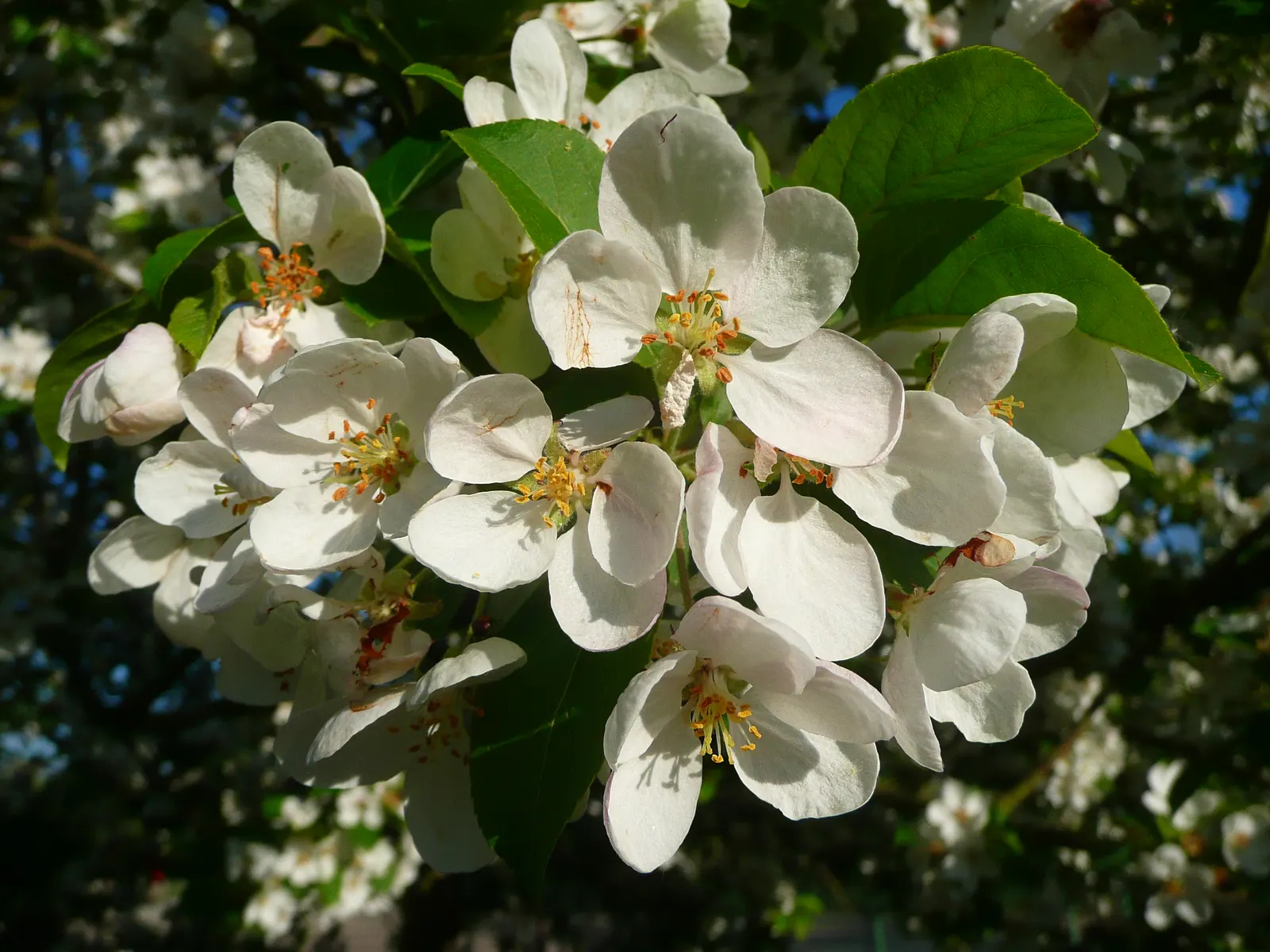 Japanese Flowering Crabapple (Malus Floribunda) — The Japanese Flowering Crabapple (Malus floribunda) is a stunning ornamental with a rounded canopy
