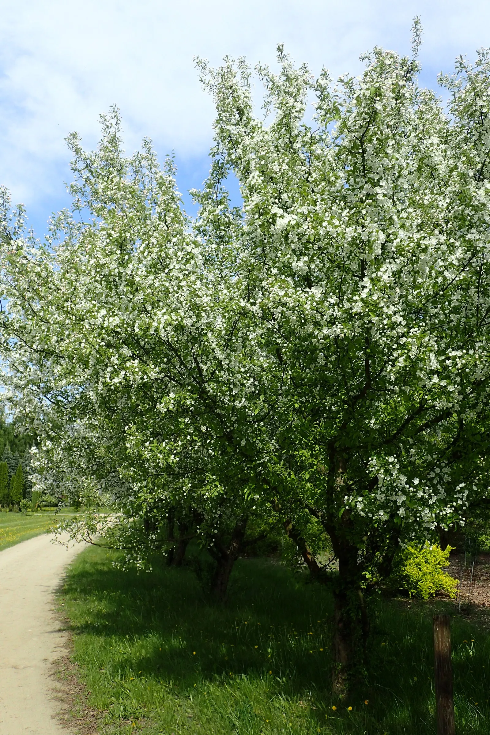 Japanese Flowering Crabapple (Malus Floribunda) — reaching a height of 15-20 feet and a spread of 15-25 feet; showcasing delicate hues of pink and white