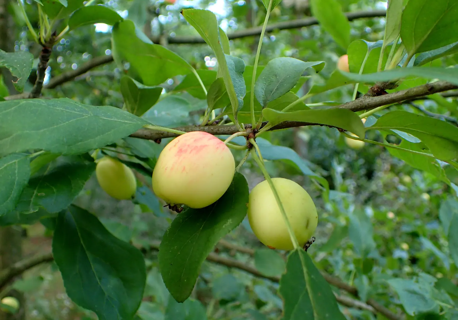 Japanese Flowering Crabapple (Malus Floribunda) — The Japanese Flowering Crabapple (Malus floribunda) is a stunning ornamental with a rounded canopy; this