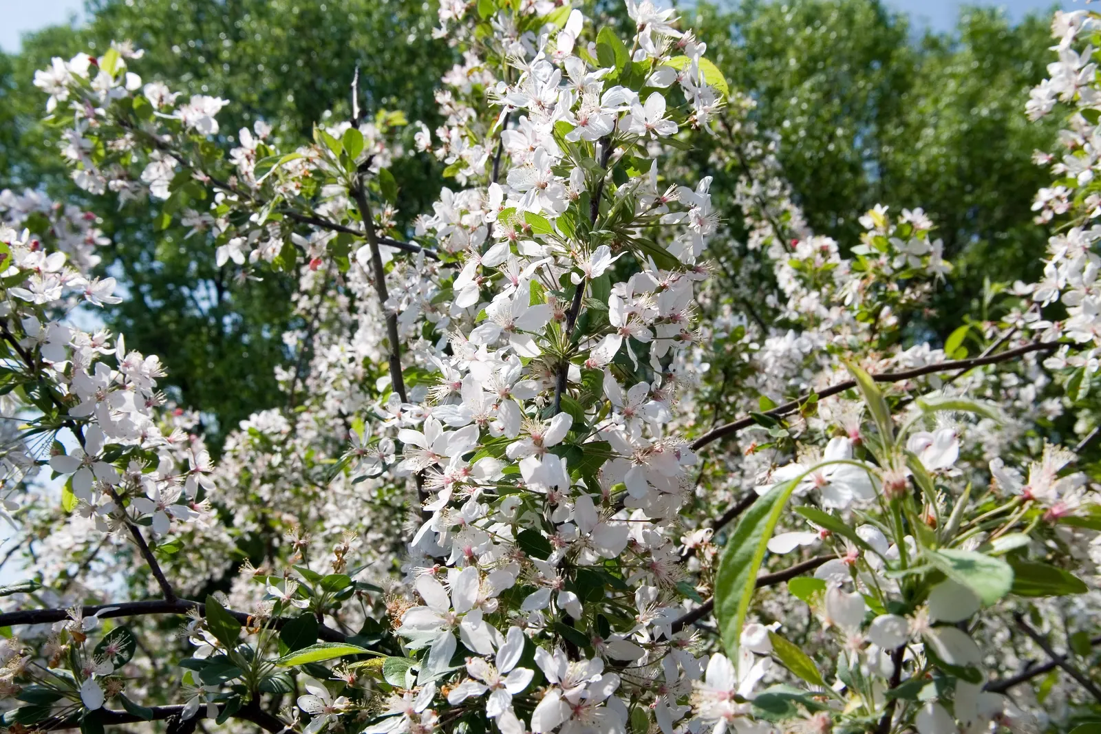 Japanese Flowering Crabapple (Malus Floribunda) — With a moderate growth rate