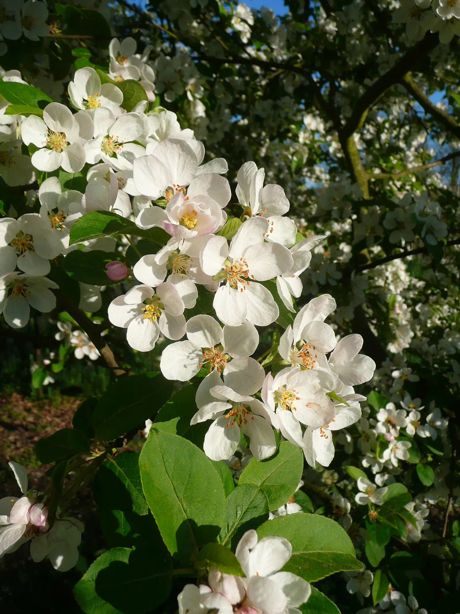 Japanese Flowering Crabapple (Malus Floribunda) — attract pollinators and are followed by a profusion of miniature crabapples; tree for full, image 57