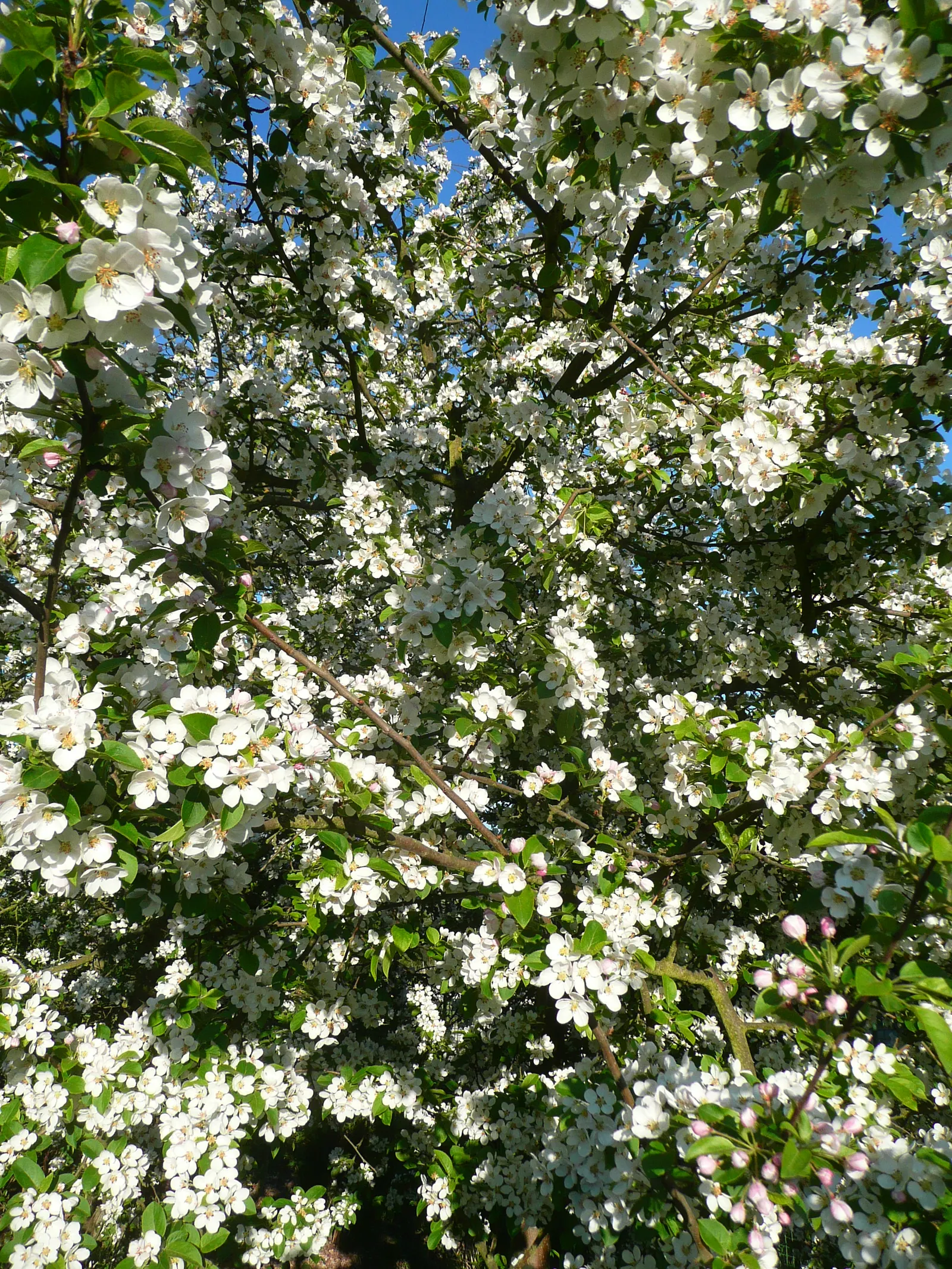 Japanese Flowering Crabapple (Malus Floribunda) — rounded canopy that complements diverse landscape designs