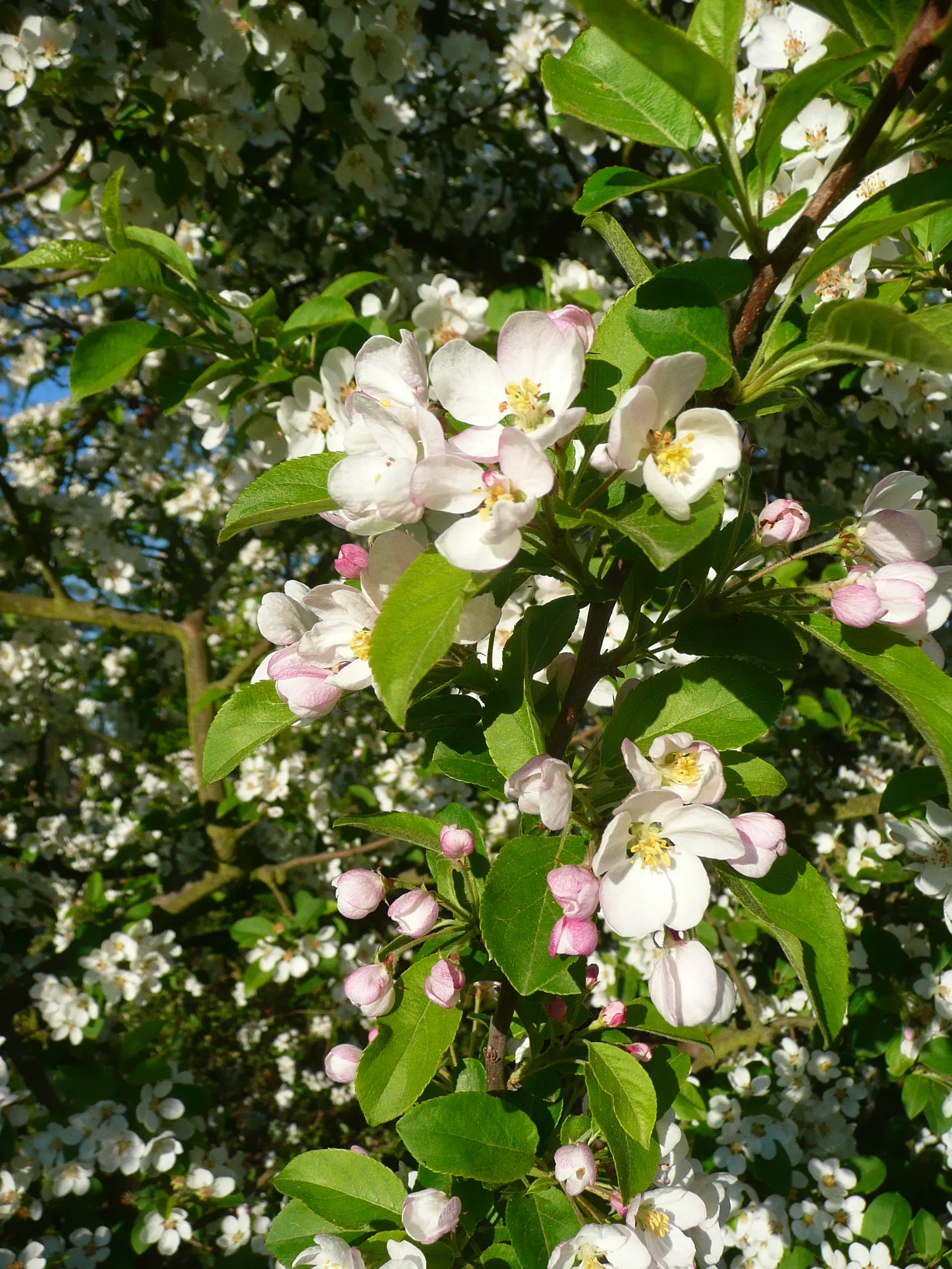 Japanese Flowering Crabapple (Malus Floribunda) — tree for full; where its seasonal changes provide year-round appeal