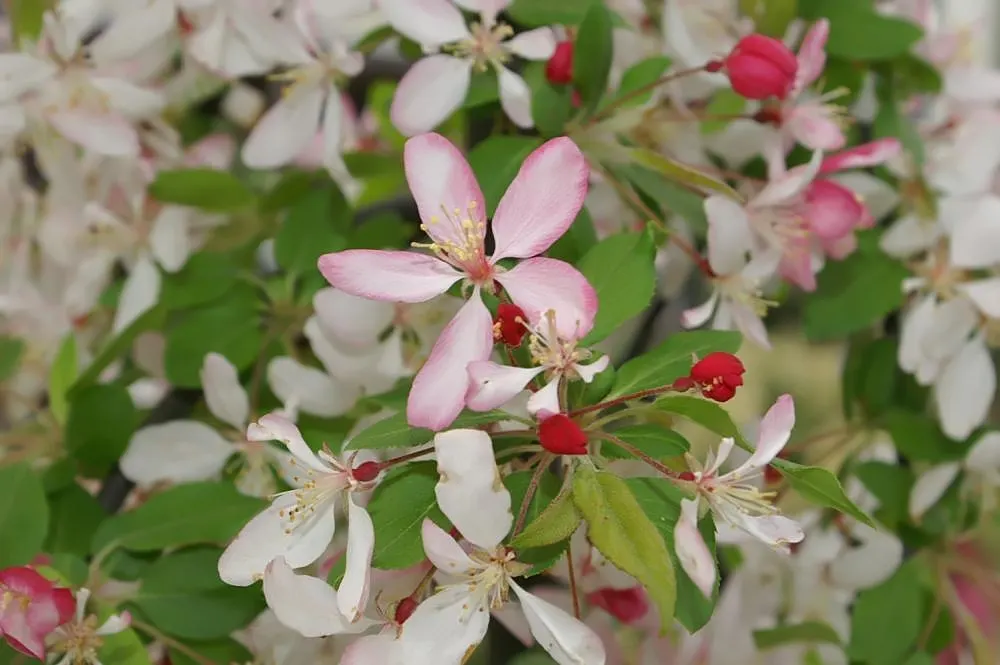 Japanese Flowering Crabapple (Malus Floribunda) — This deciduous tree prefers full sun, well-drained soil, and is hardy in zones 4-8; its profuse, image 48
