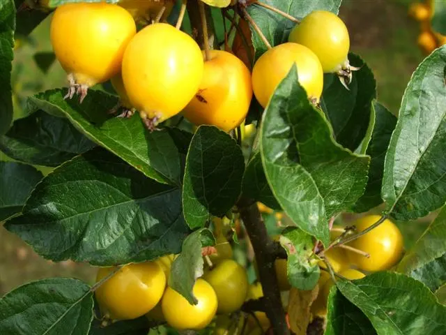 Japanese Flowering Crabapple (Malus Floribunda) — favoring full sun exposure and well-draining soil conditions to realize its potential.<br><br>In, image 54