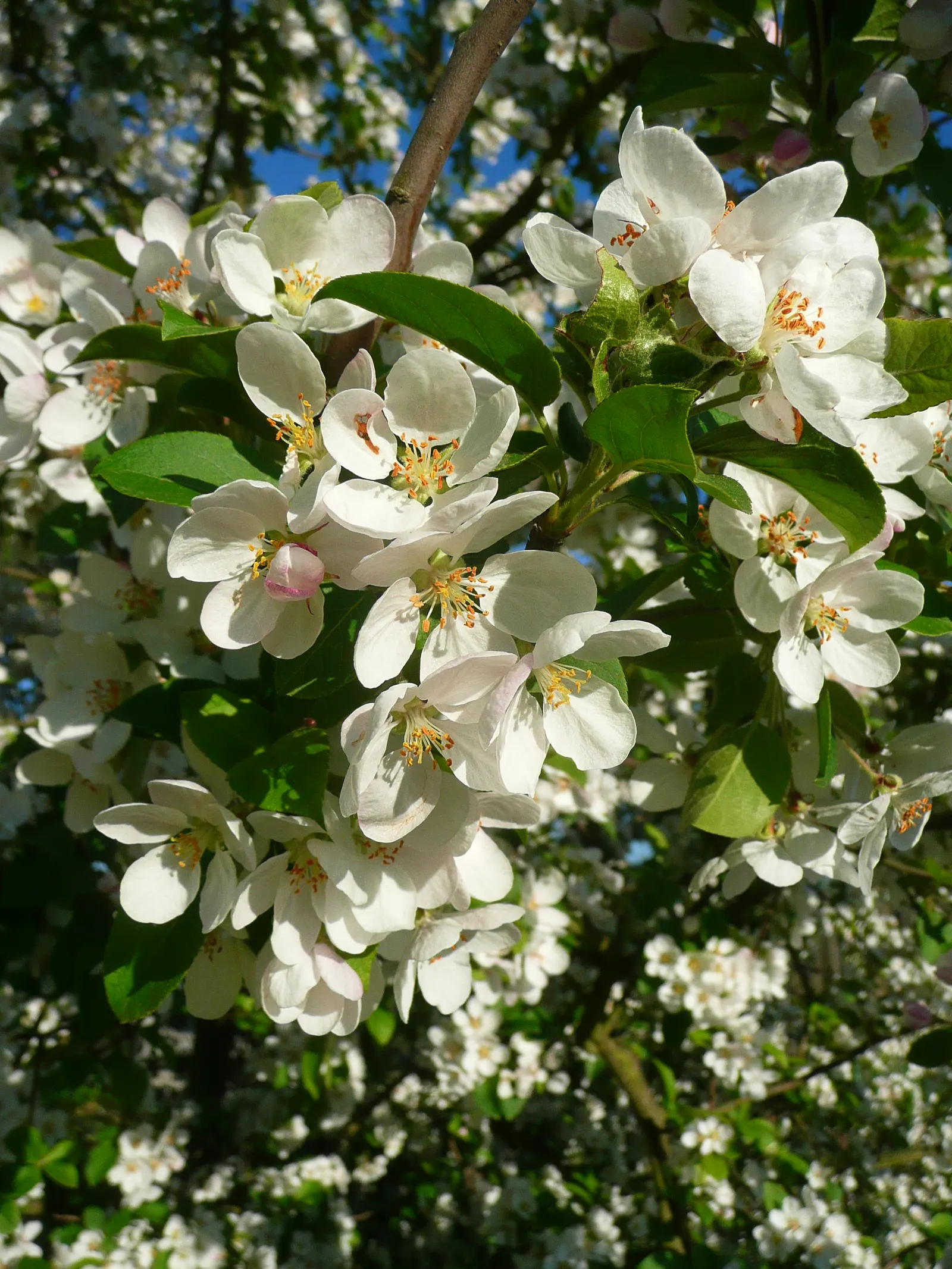 Japanese Flowering Crabapple (Malus Floribunda) — With a moderate growth rate; it thrives in USDA hardiness zones 4 through 8, image 52