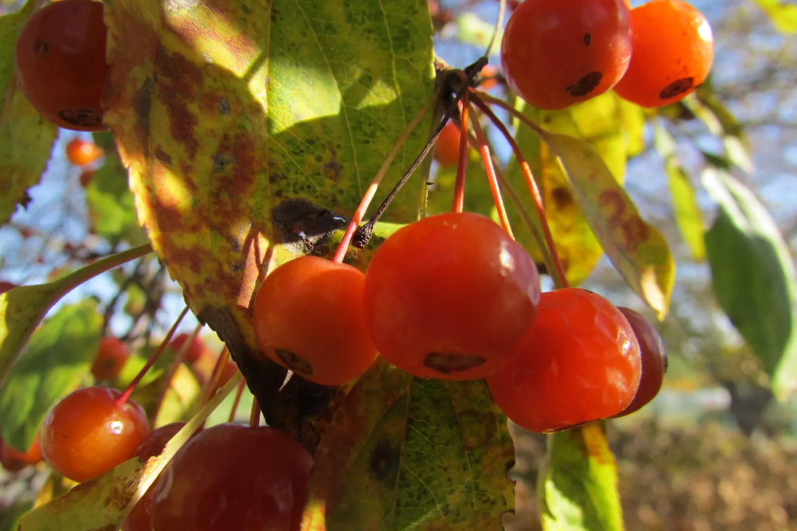 Japanese Flowering Crabapple (Malus Floribunda) — add interest from late summer through fall and can persist into the winter