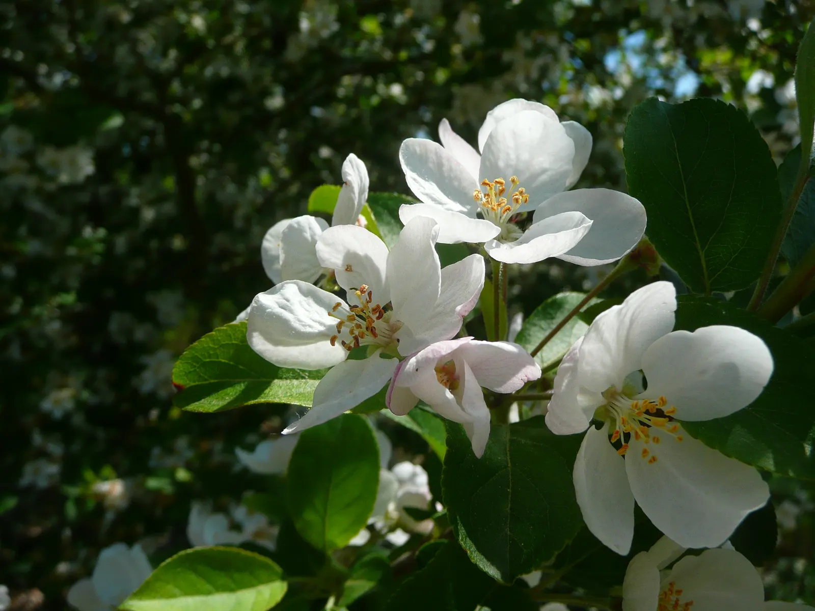 Japanese Flowering Crabapple (Malus Floribunda) — tree for full