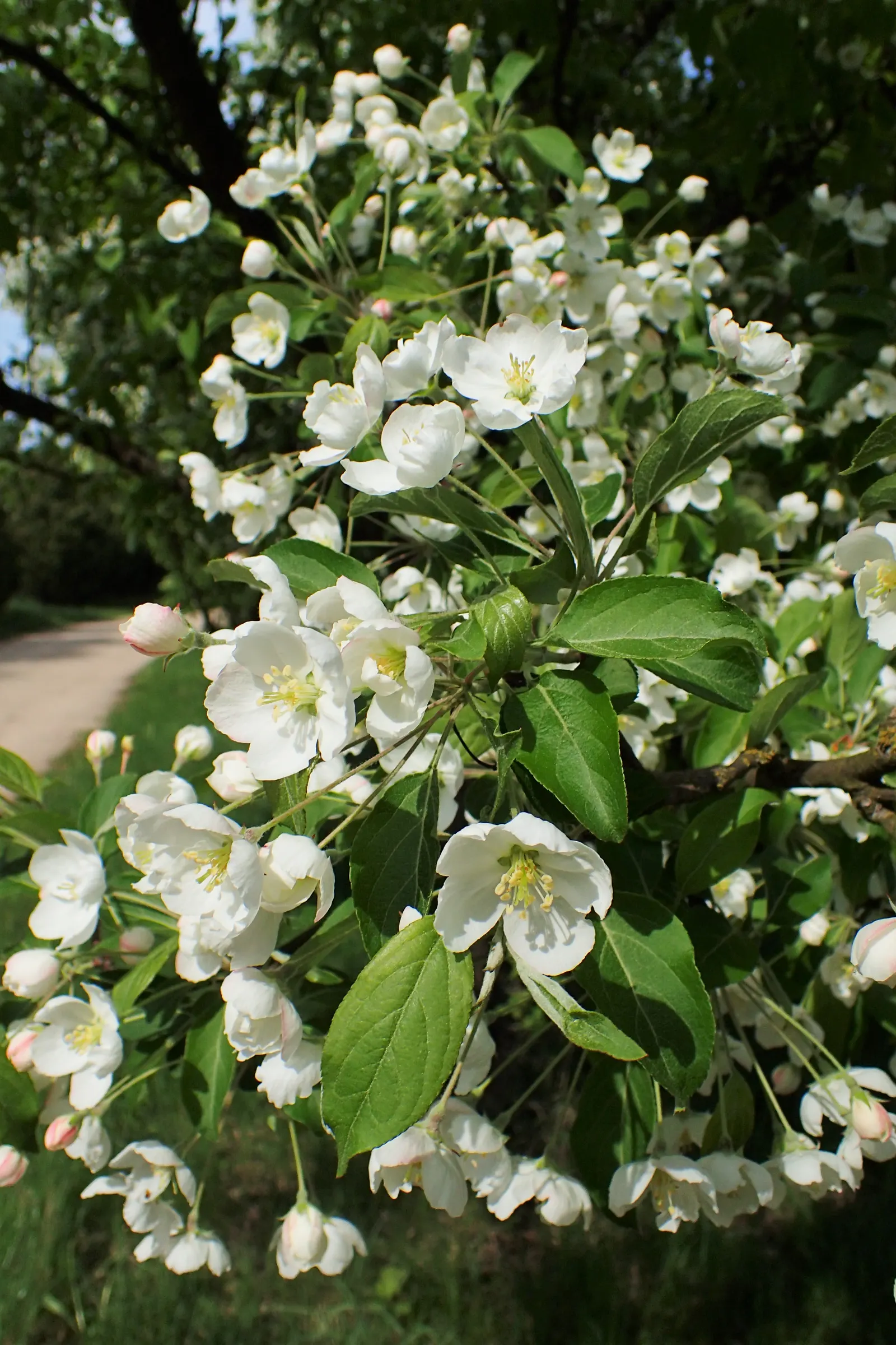 Japanese Flowering Crabapple (Malus Floribunda) — It adds a spectacular spring display and year-round interest to any landscape; favoring full sun exposure and