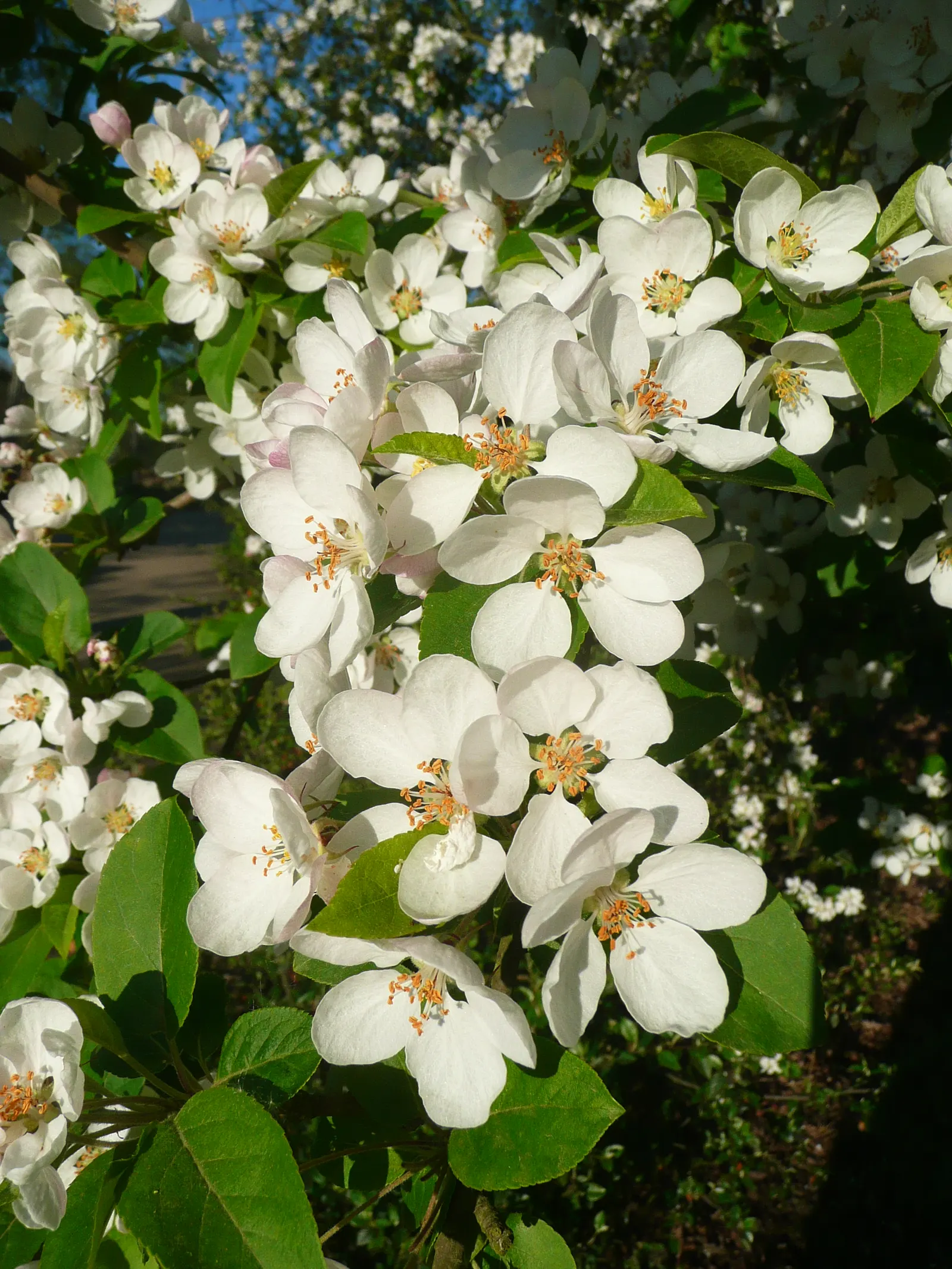 Japanese Flowering Crabapple (Malus Floribunda) — attract pollinators and are followed by a profusion of miniature crabapples