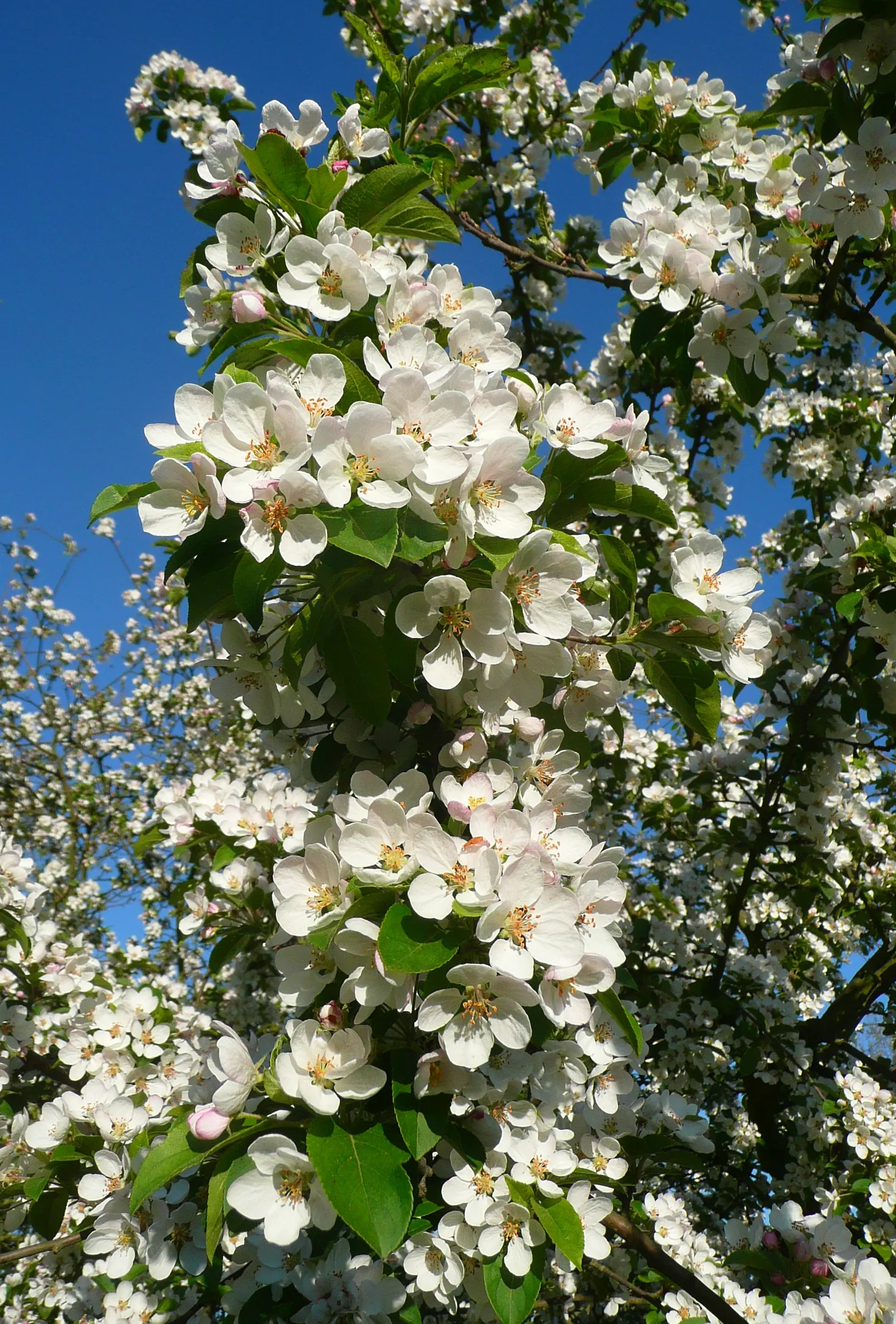 Japanese Flowering Crabapple (Malus Floribunda) — about 1.5 inches in diameter