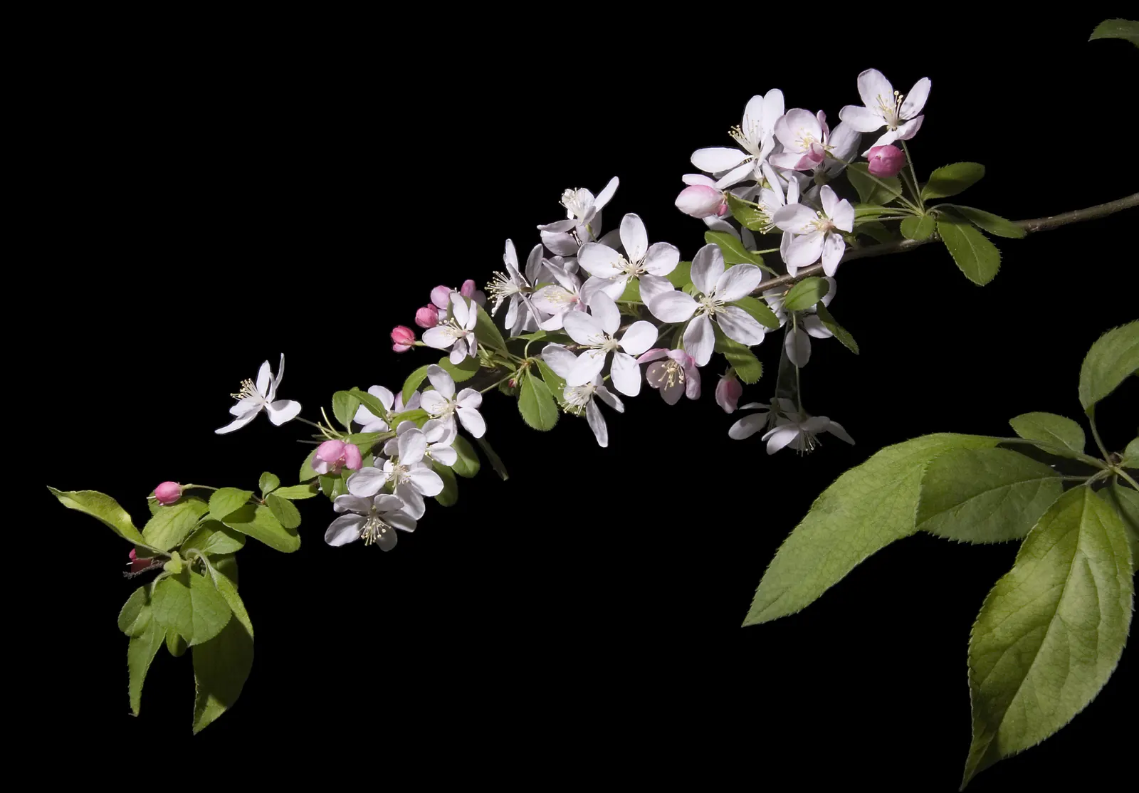 Japanese Flowering Crabapple (Malus Floribunda) — This deciduous tree prefers full sun, well-drained soil, and is hardy in zones 4-8