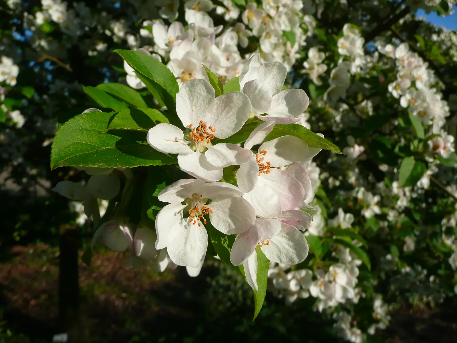 Japanese Flowering Crabapple (Malus Floribunda) — it requires occasional pruning to maintain an open; reaching a mature height of approximately 15, image 61