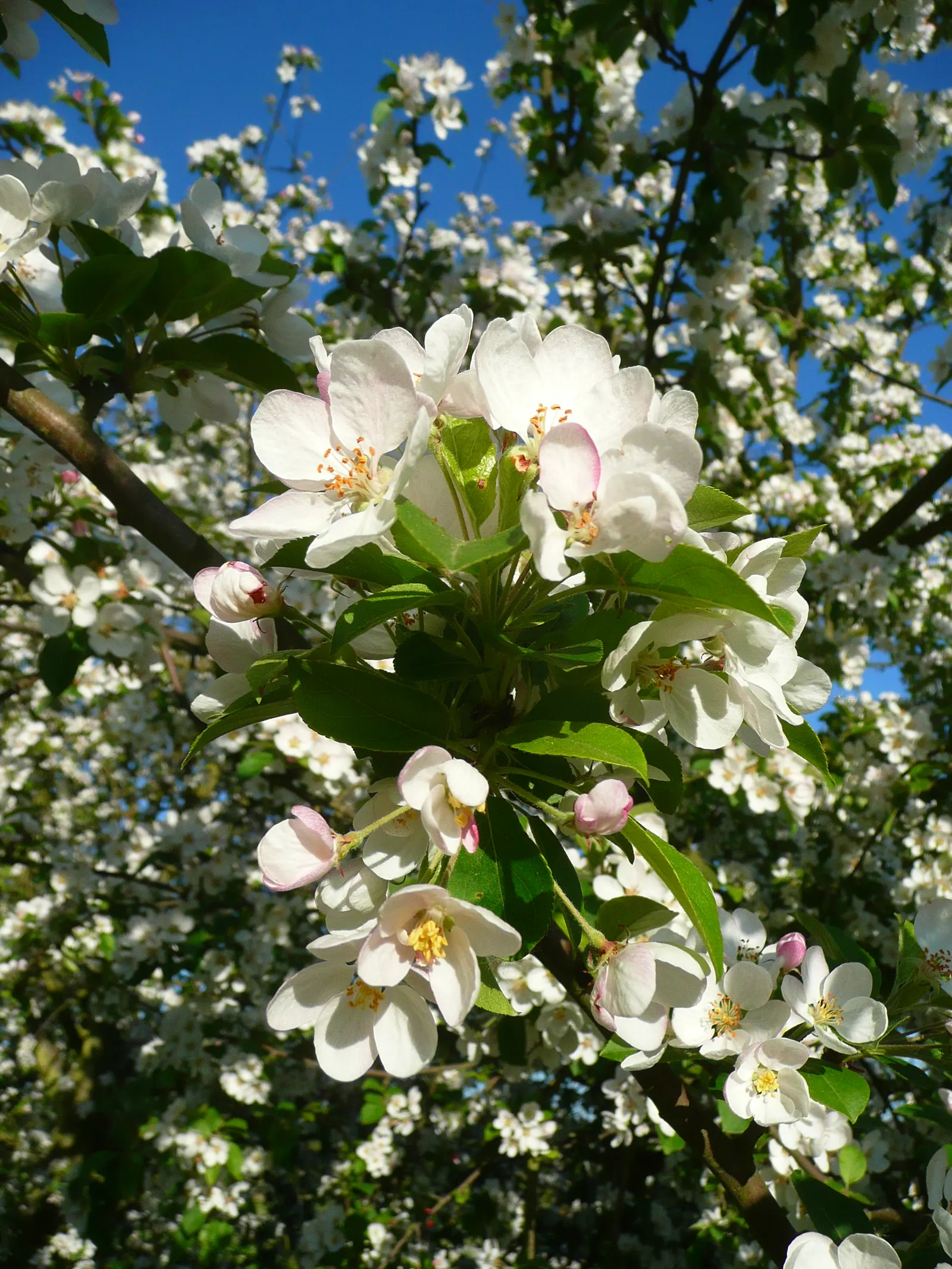 Japanese Flowering Crabapple (Malus Floribunda) — It adds a spectacular spring display and year-round interest to any landscape