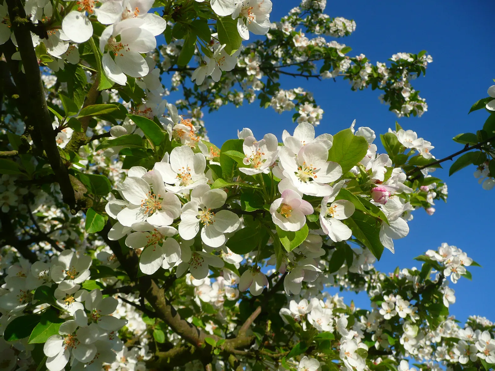 Japanese Flowering Crabapple (Malus Floribunda) — Its compact size also makes it suitable for smaller gardens and urban settings