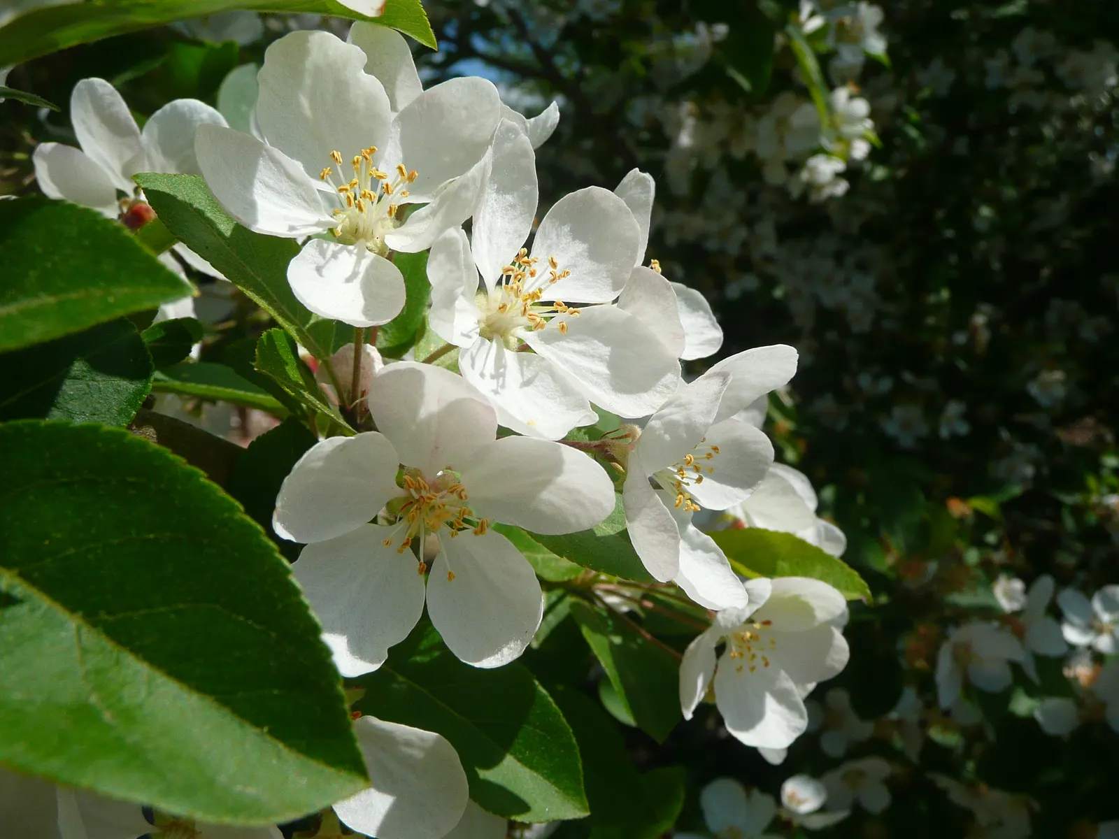 Japanese Flowering Crabapple (Malus Floribunda) — its profuse pink to red buds blossom into fragrant pink-white flowers; its compact size also, image 47