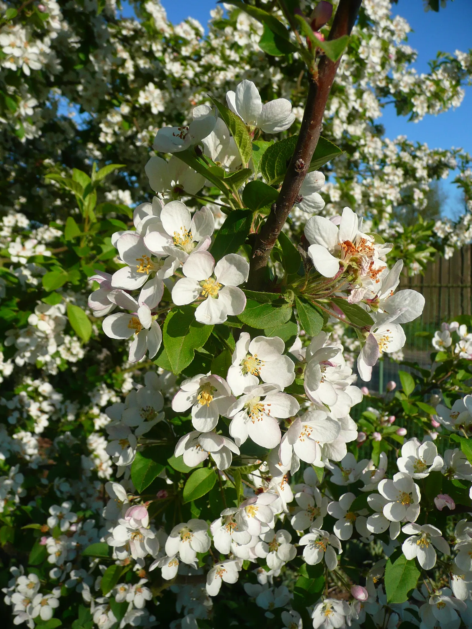 Japanese Flowering Crabapple (Malus Floribunda) — it thrives in USDA hardiness zones 4 through 8; for optimal health and bloom