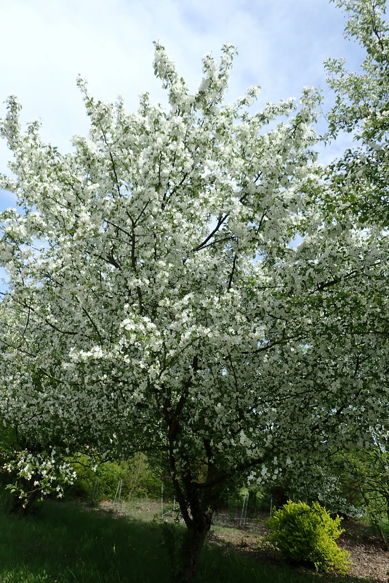 Japanese Flowering Crabapple (Malus Floribunda) — rounded canopy that complements diverse landscape designs; reaching a height of 15-20 feet and a spread of