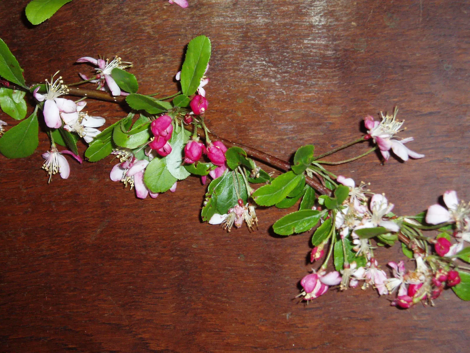 Japanese Flowering Crabapple (Malus Floribunda) — typically around 0.25 to 0.5 inches in size