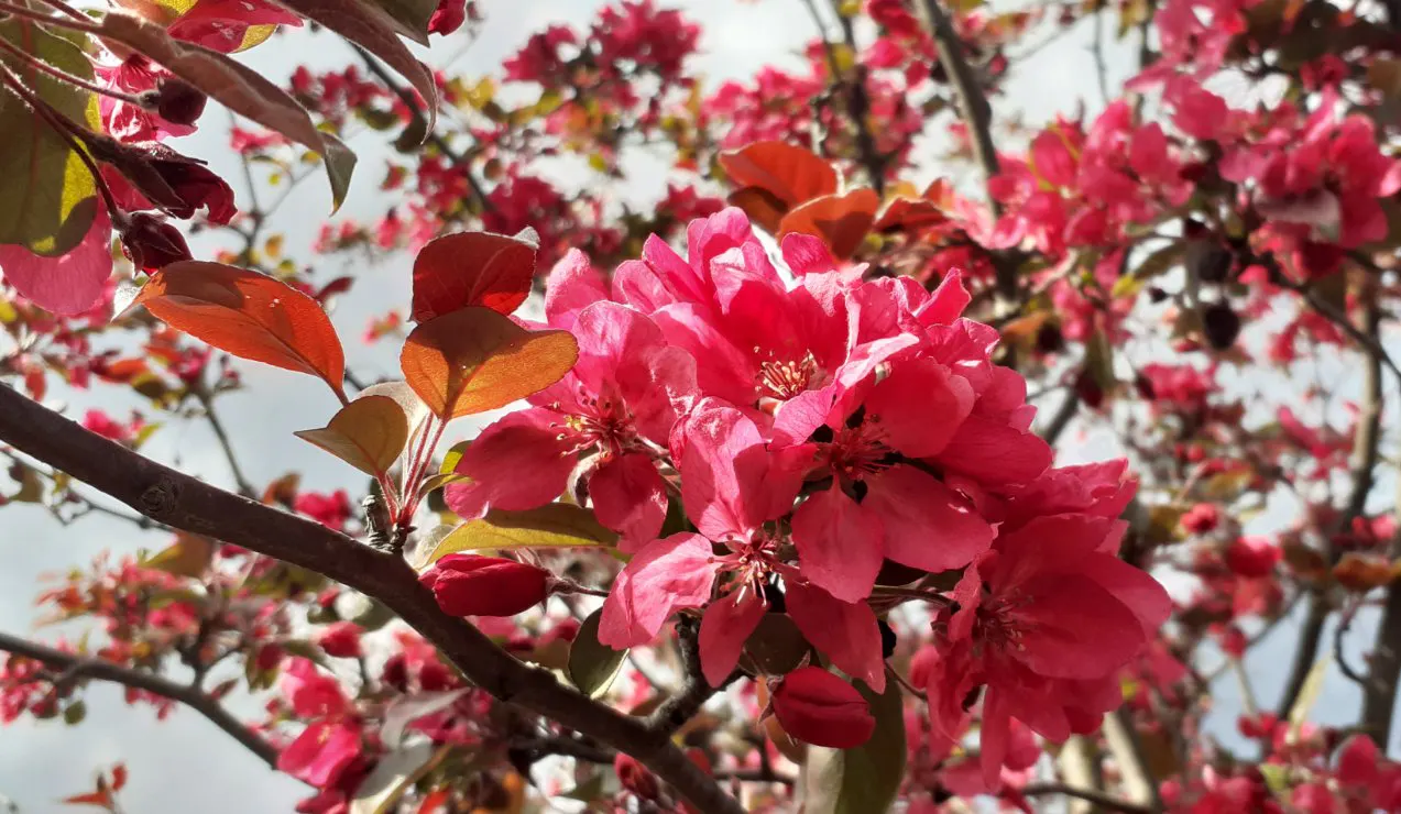 Japanese Flowering Crabapple (Malus Floribunda) — add interest from late summer through fall and can persist into the winter; typically around 0.25, image 59