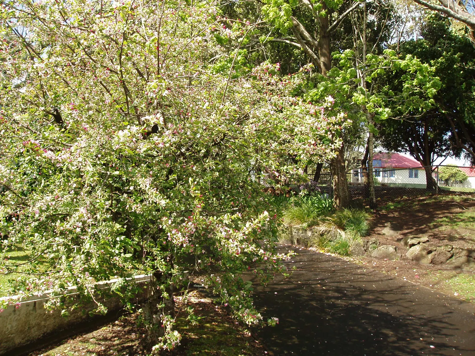 Japanese Flowering Crabapple (Malus Floribunda) — Reaching a mature height of approximately 15 to 20 feet with a similar spread