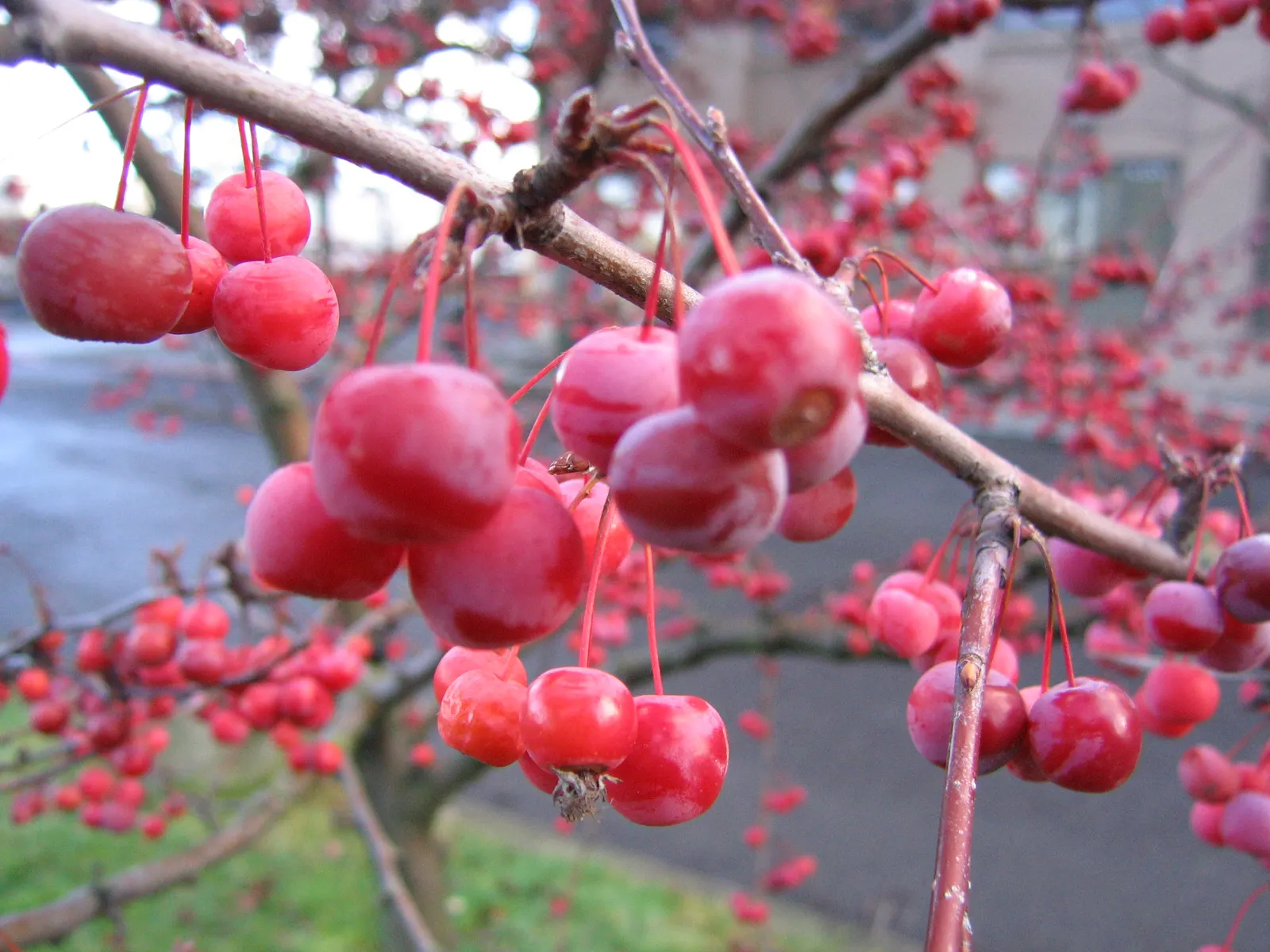Japanese Flowering Crabapple (Malus Floribunda) — Reaching a mature height of approximately 15 to 20 feet with a similar spread; it requires occasional pruning