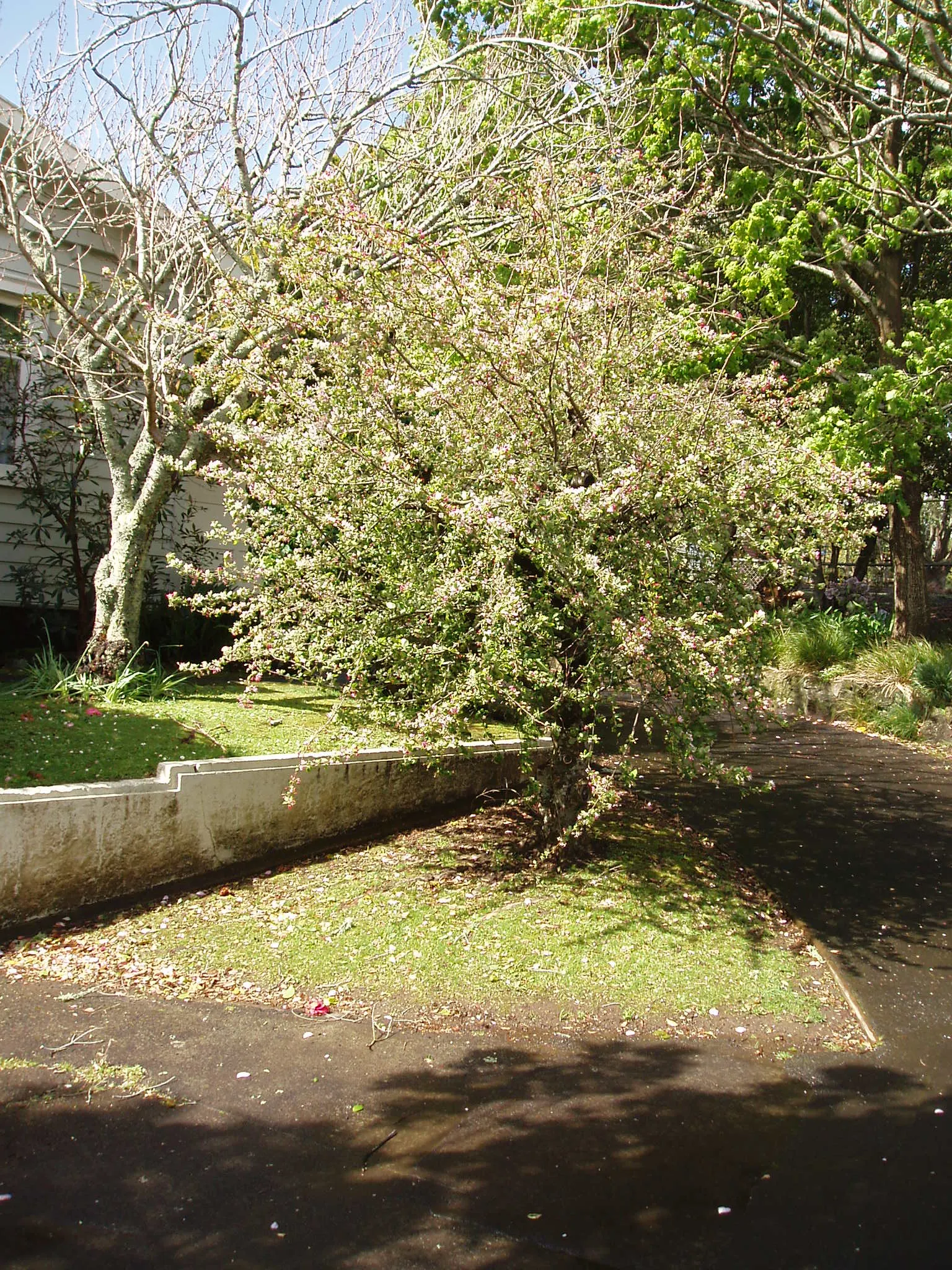 Japanese Flowering Crabapple (Malus Floribunda) — showcasing delicate hues of pink and white